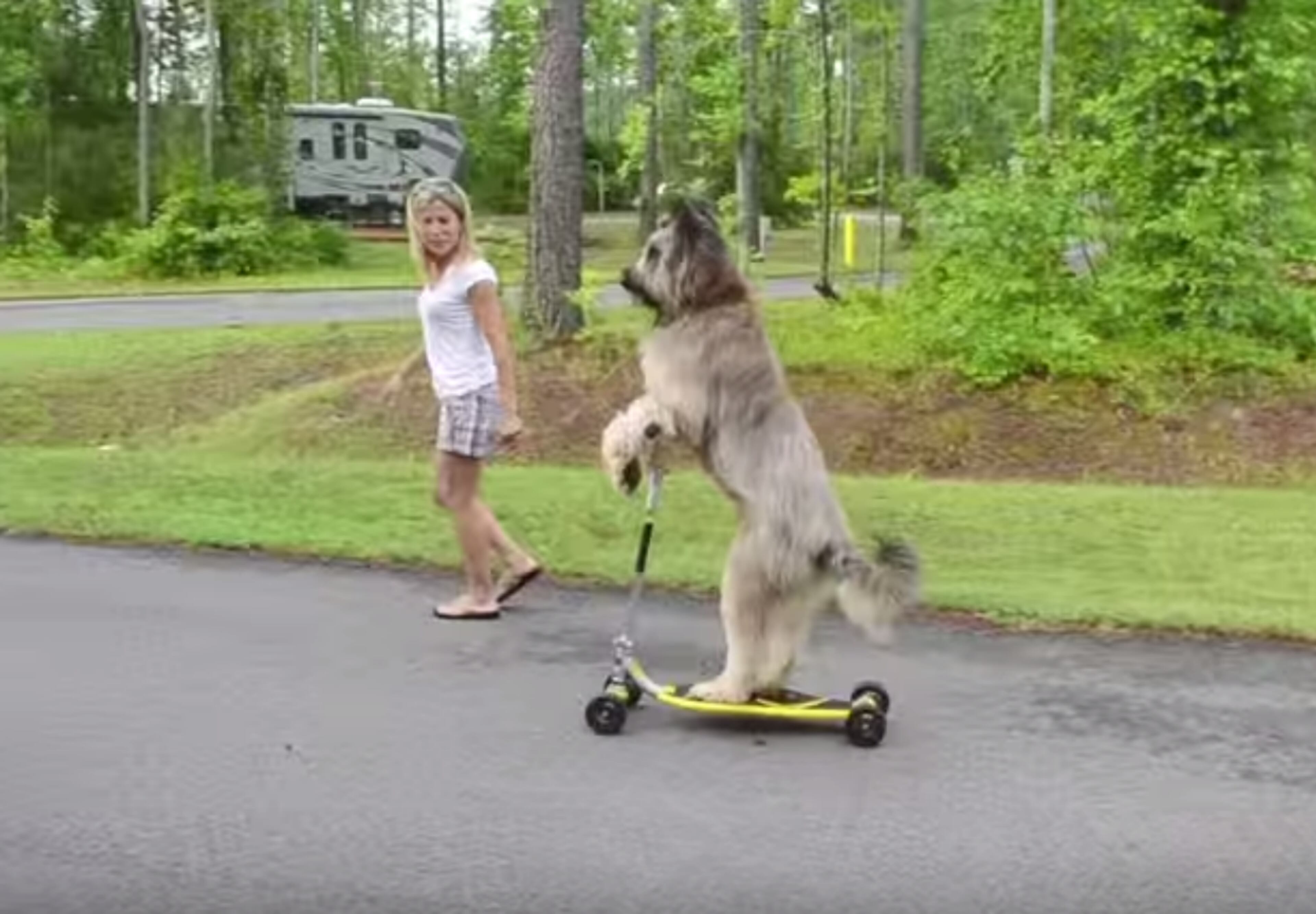 Norman of Marietta completed the fastest 30 meters (20.77 seconds) on a scooter by a dog in in 2013.