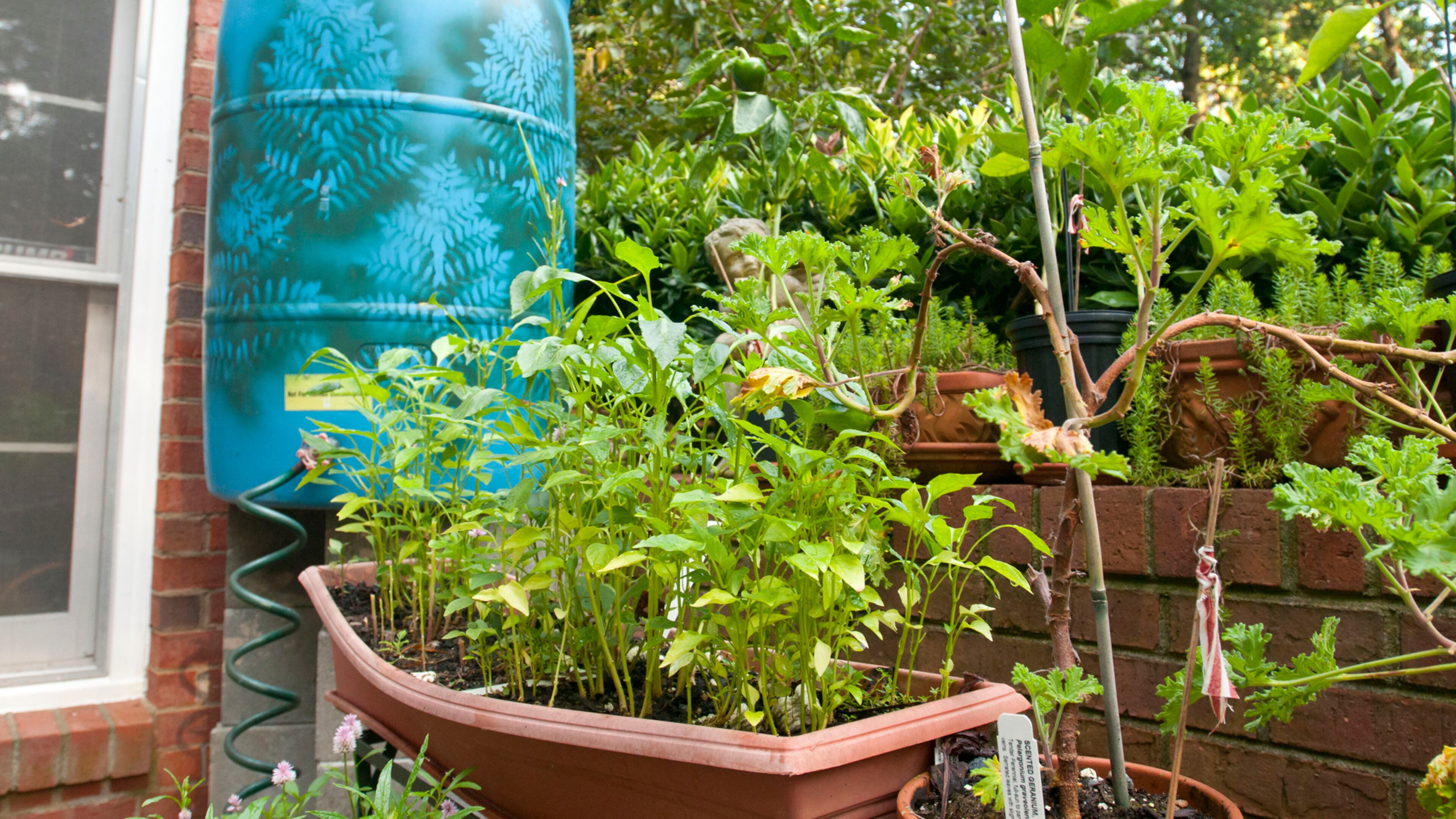 A rain barrel collects water for a garden in Roswell.