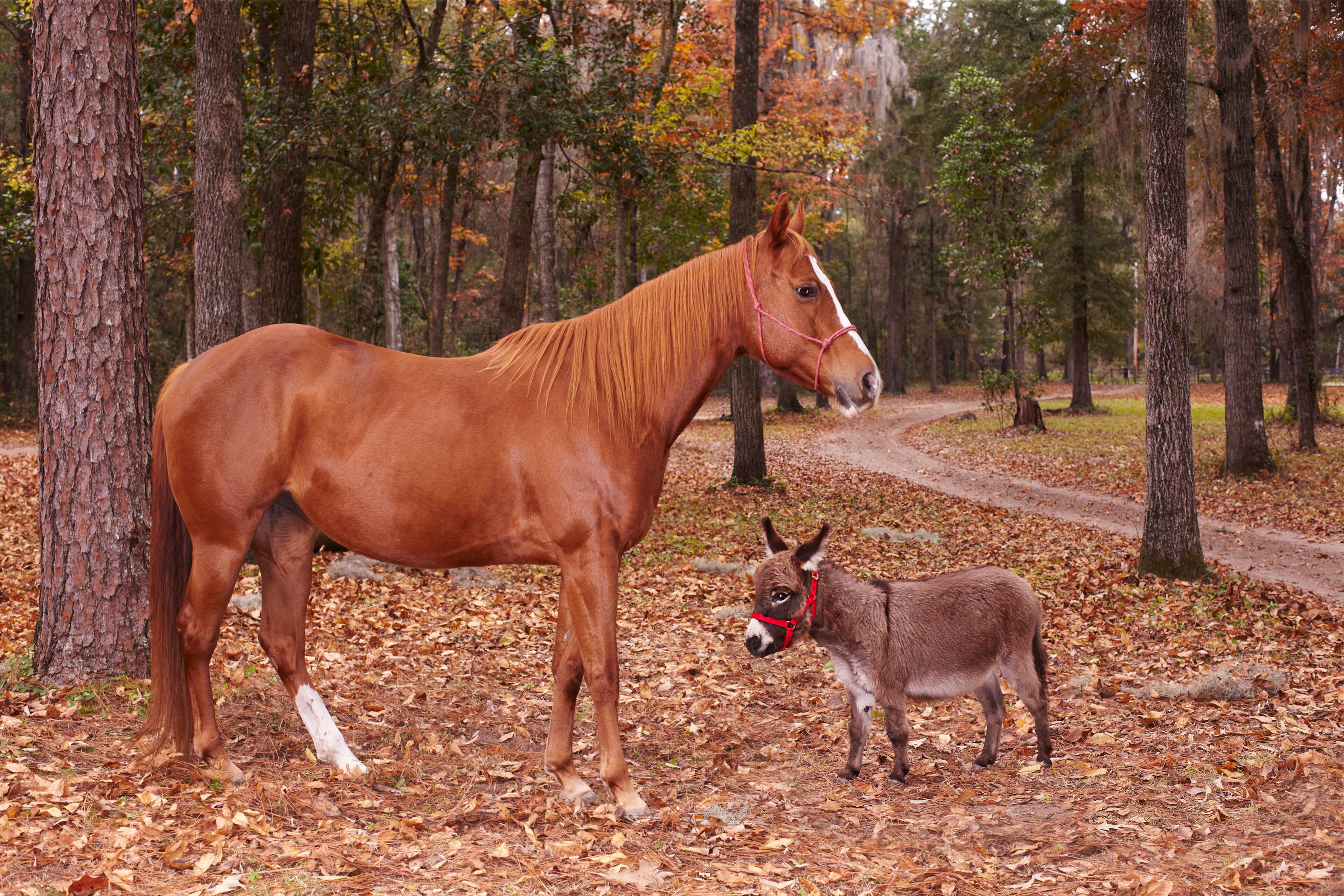 The shortest donkey in terms of height is KneeHi (born October 2, 2007), a brown jack who measured 25.29 inches to the top of the withers at Best Friends Farm in Gainesville, Florida. A registered miniature Mediterranean donkey, KneeHi is owned by Jim and Frankie Lee (USA).