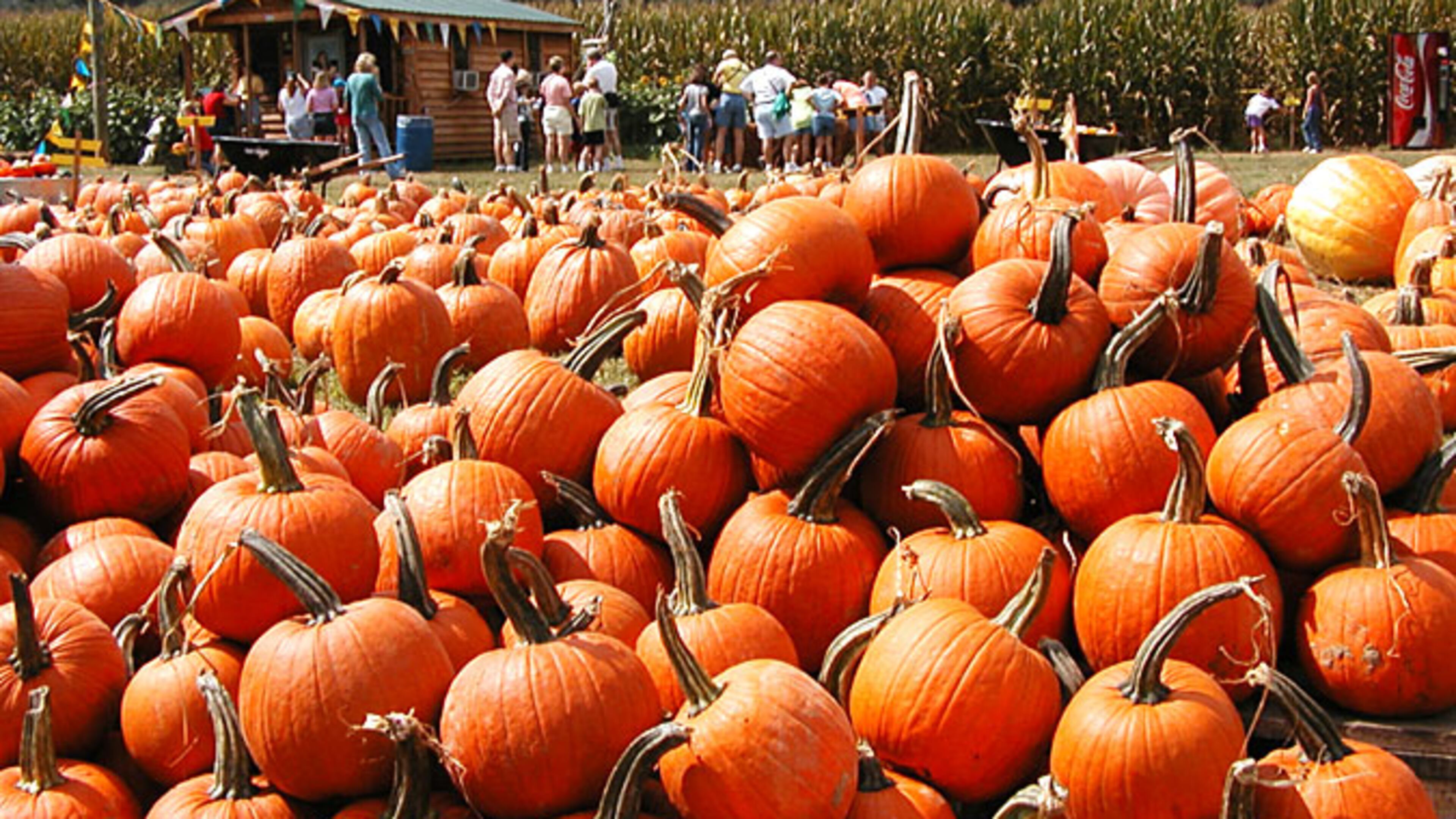 The pumpkins overflow at Uncle Shuck’s Corn Maze and Pumpkin Patch in Dawsonville. CONTRIBUTED