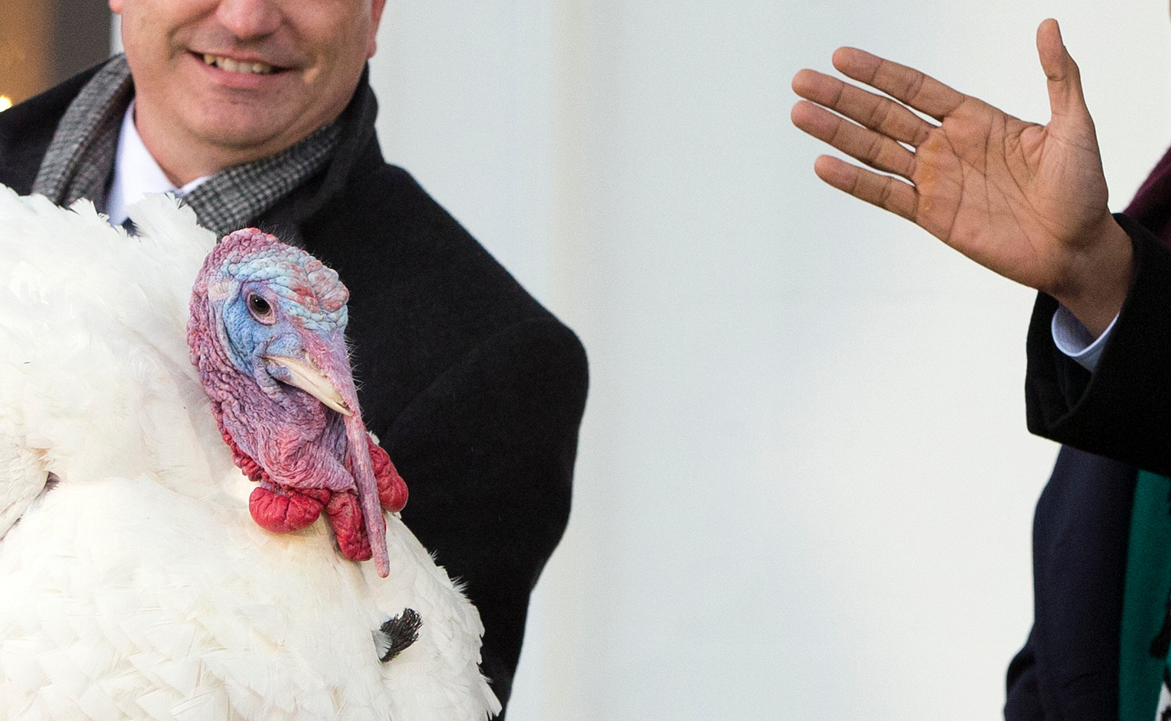 President Barack Obama carries on the Thanksgiving tradition of saving Popcorn the turkey from the dinner table with a "presidential pardon" at the White House on Nov. 27, 2013, in Washington.