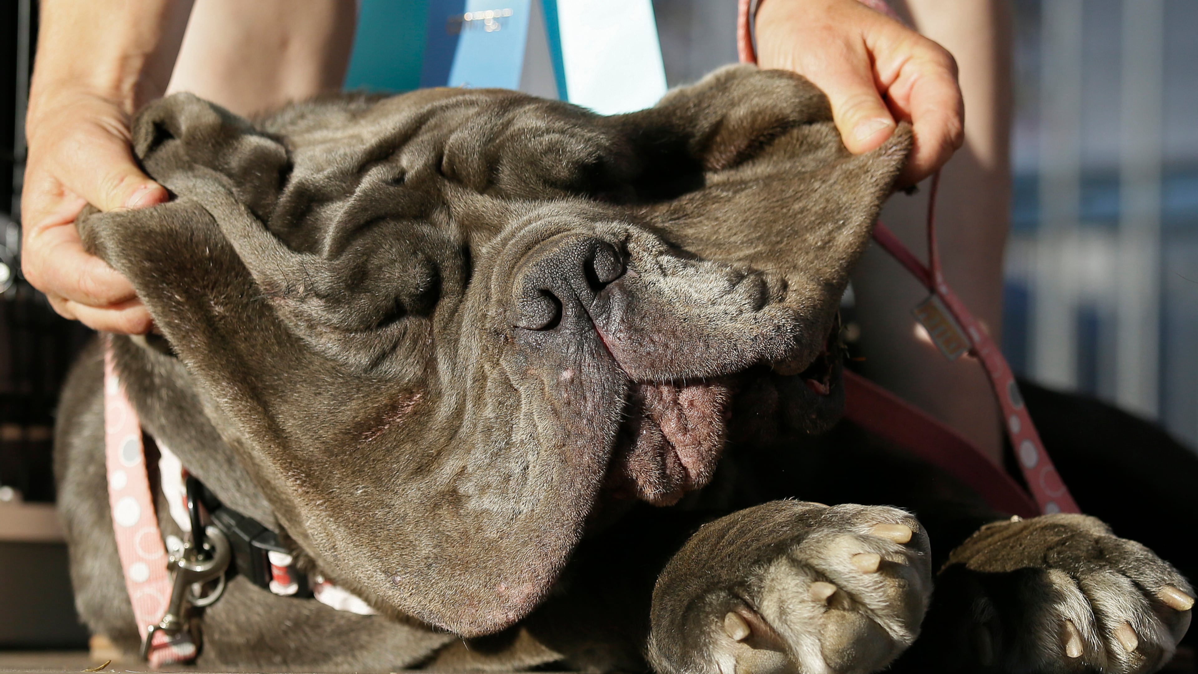 Shirley Zindler, of Sebastopol, Calif, lifts up the jowls of Martha, a Neapolitan mastiff, during the World's Ugliest Dog Contest at the Sonoma-Marin Fair on Friday, June 23, 2017, in Petaluma, Calif. Martha was the winner of the event. (AP Photo/Eric Risberg)