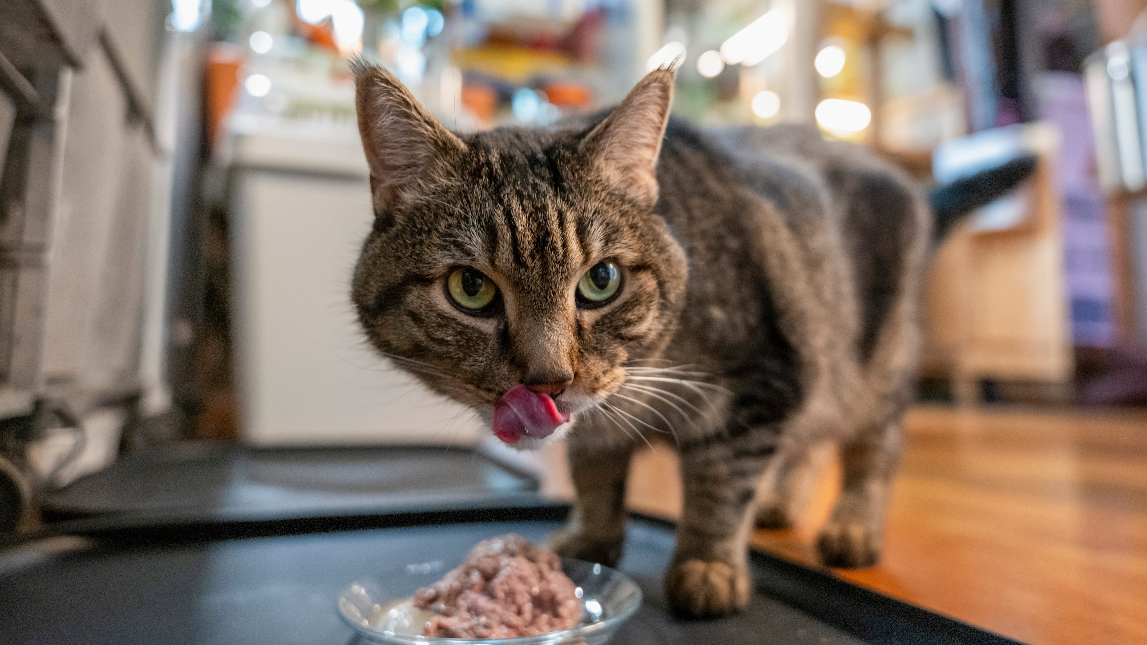 Pets are not for everyone, whether due to cost or fear, but welcoming one into your life may bring a range of benefits. (Gavin Doran/The New York Times)