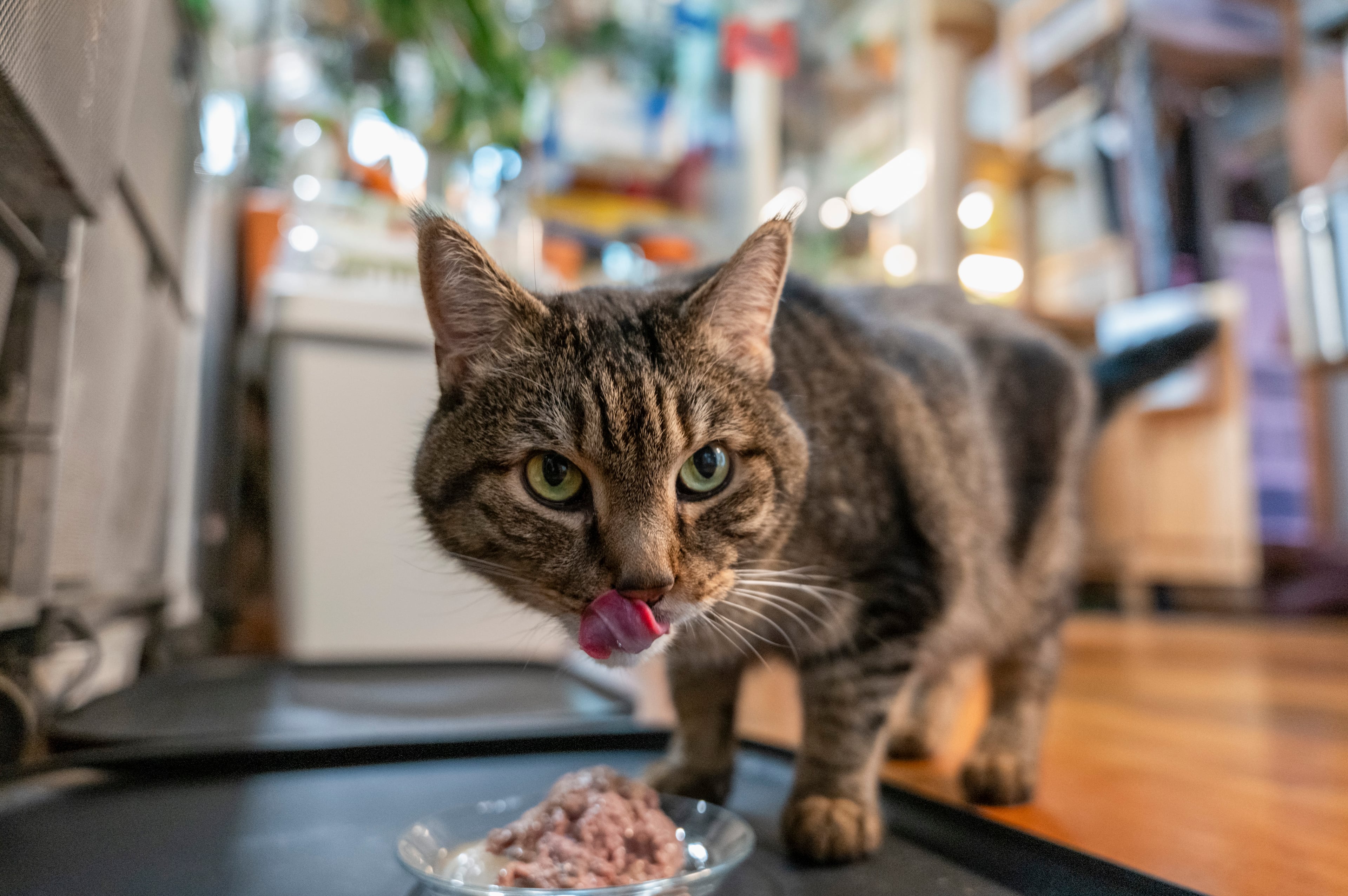 Watson, one of Joyce Hsu’s cats, eats food she prepared at her home in Brooklyn, Aug. 18, 2025. (Gavin Doran/The New York Times)