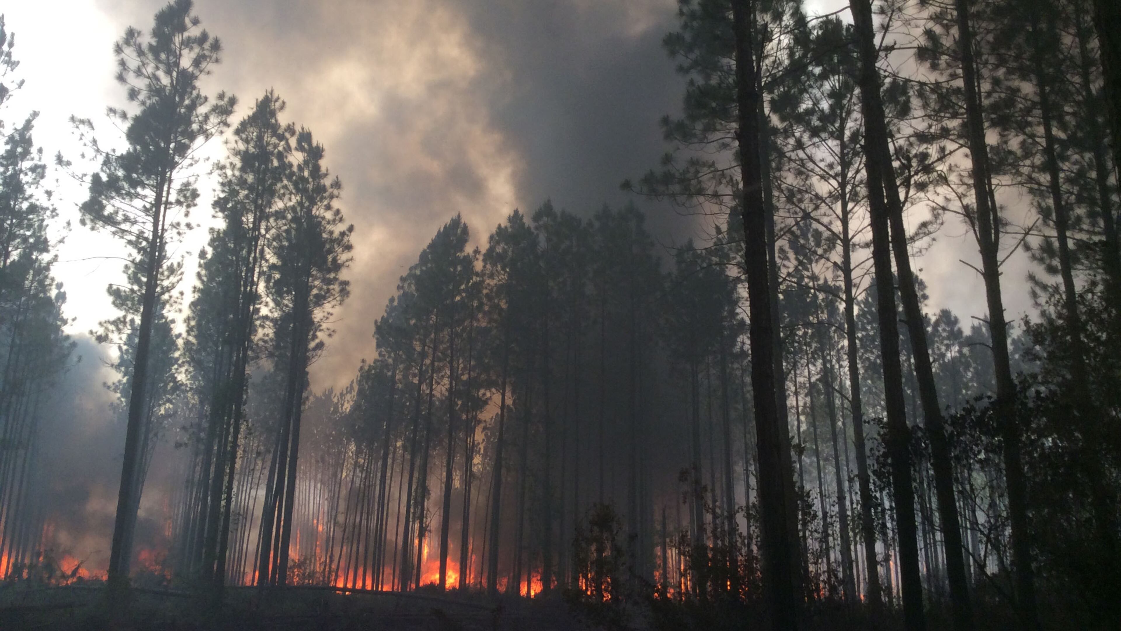 Fire activity today of the West Mims Fire in Okefenokee National Wildlife Refuge shot by firefighters from the Balcones Canyonlands National Wildlife Refuge in Texas.