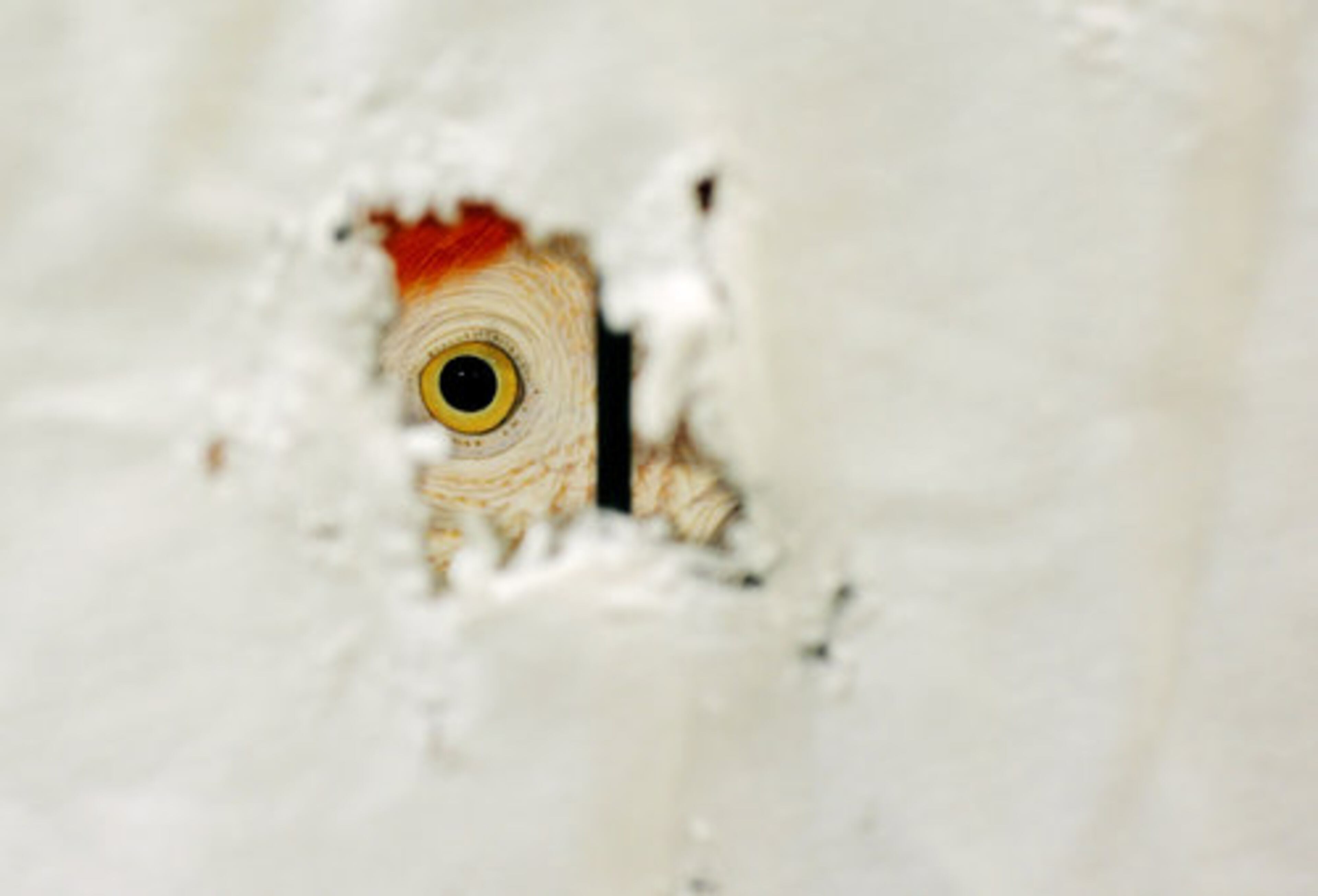 John Henry, a scarlet macaw, peers out from a hole in a sheet as his owners set up their show booth.