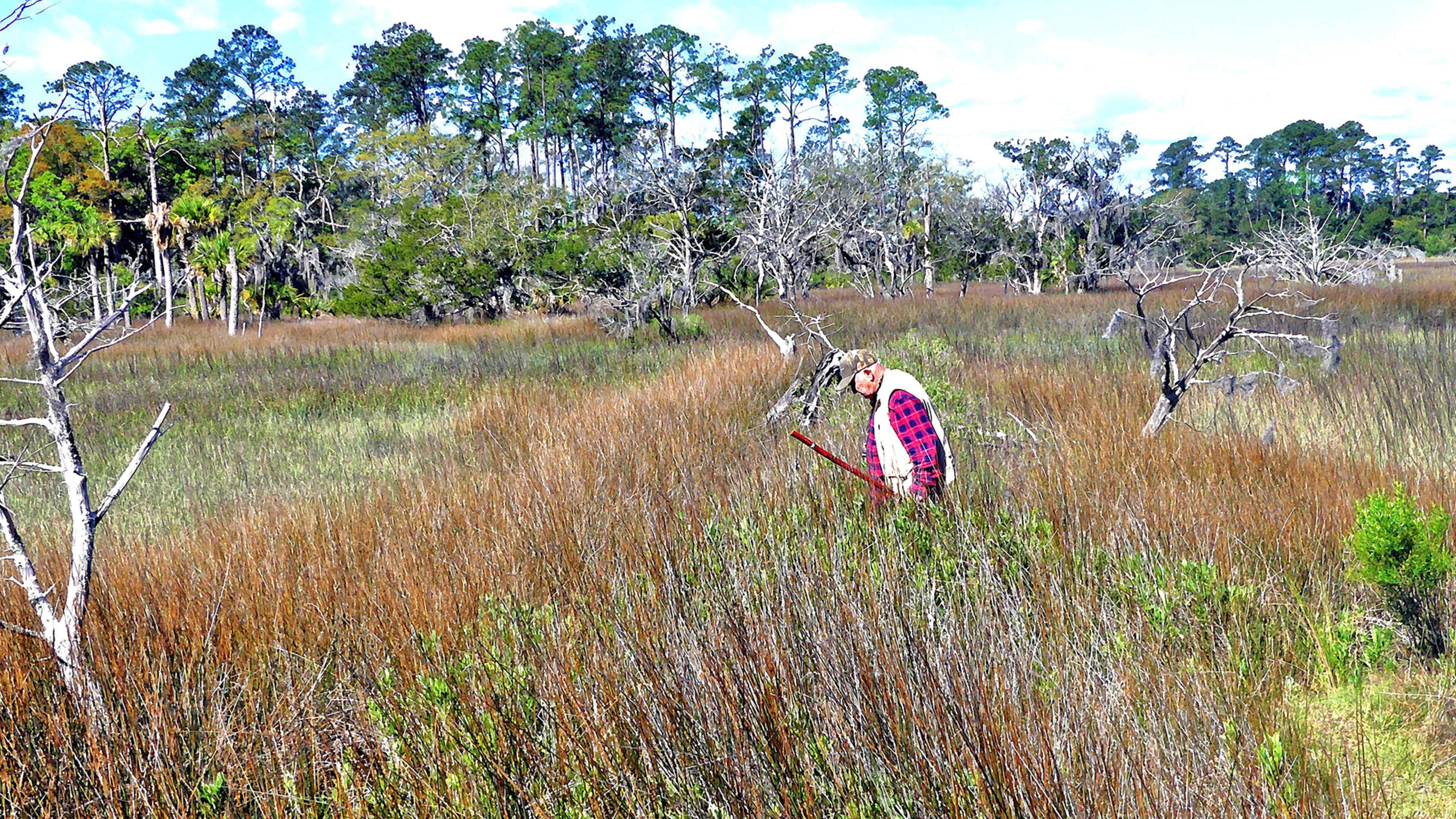 Bobby Hattaway, one of Georgia's top field botanists, examines some plants in a salt marsh at Skidaway Island State Park on Georgia's coast. The trip to the marsh was one of the field outings last weekend at the Georgia Botanical Society's Spring Wildflower Pilgrimage. (Charles Seabrook for The Atlanta Journal-Constitution)