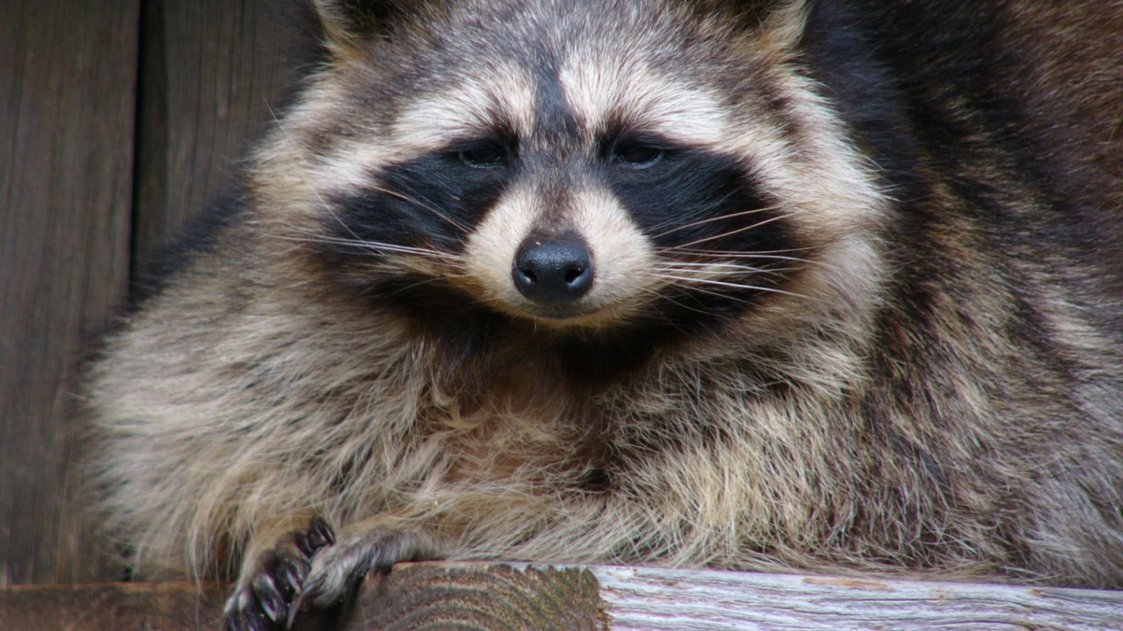 A rabid raccoon caught on Feb. 23 has prompted DeKalb County health officials to issue warnings.