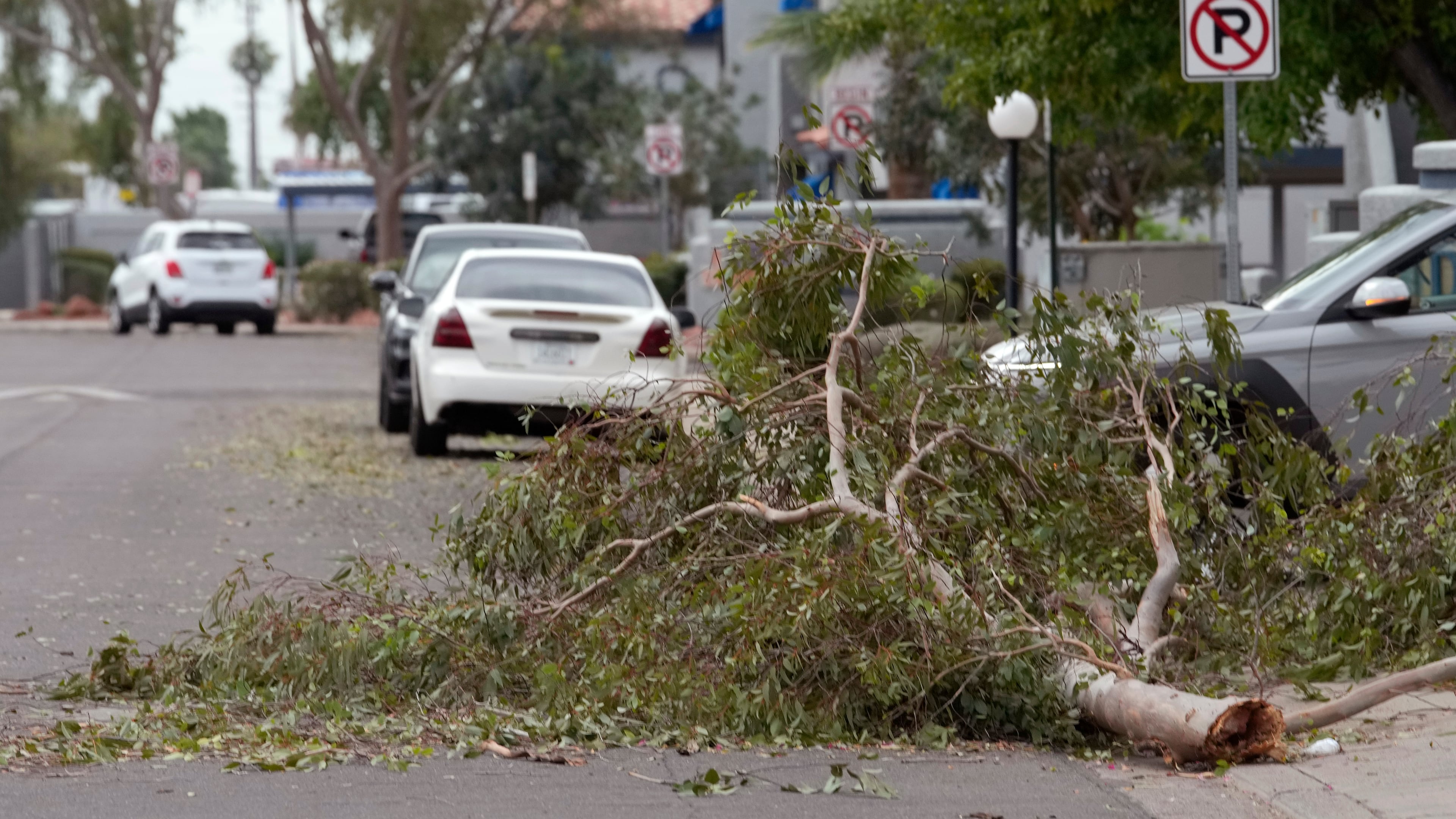 Tree debris obstructs part of a street as storms caused damage at a local apartment complex, Wednesday, Oct. 21, 2026, in Mesa, Ariz. (AP Photo/Ross D. Franklin)