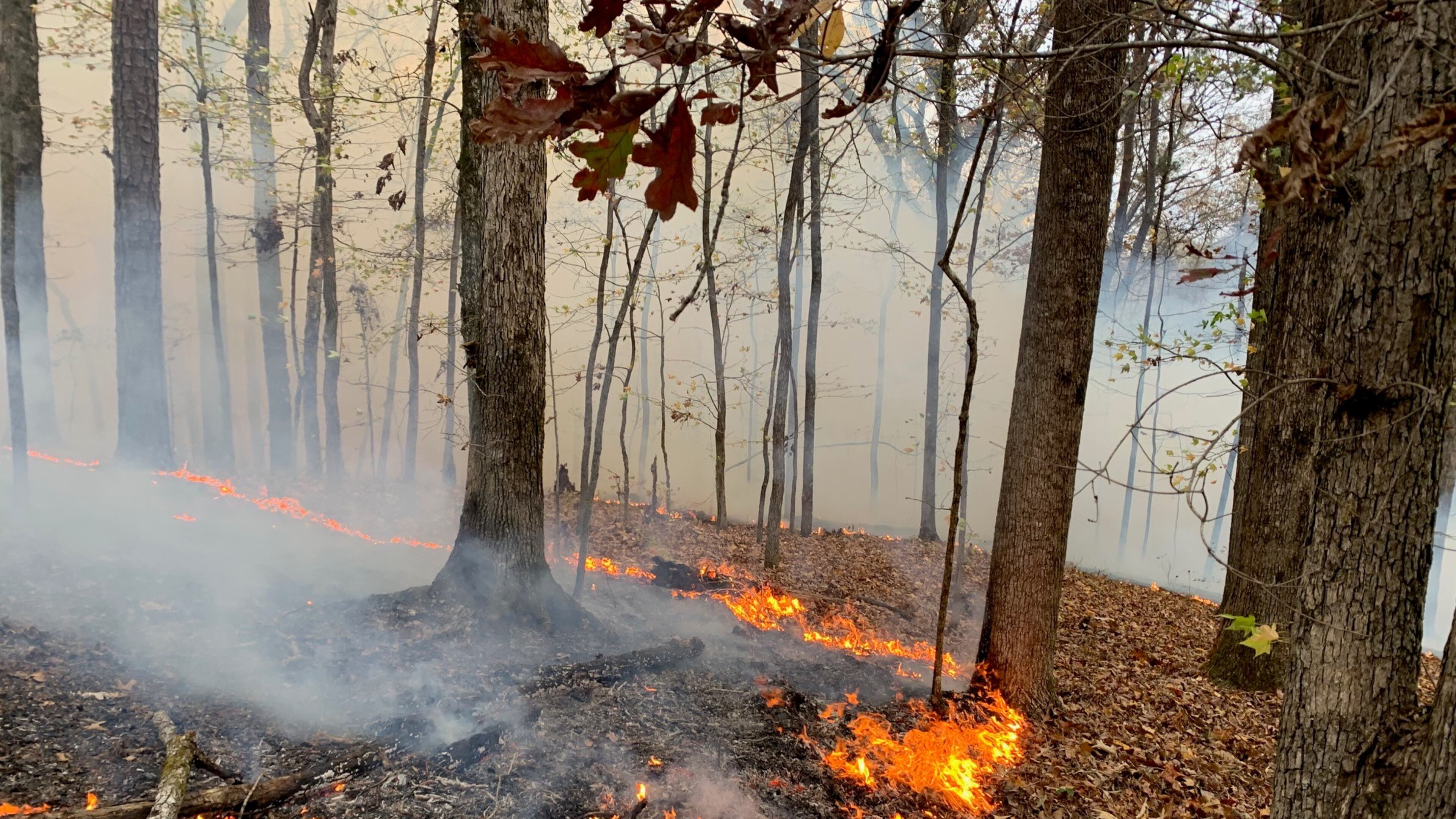 A wildfire was reported near the Lake Allatoona shoreline by the U.S. Army Corps of Engineers.
