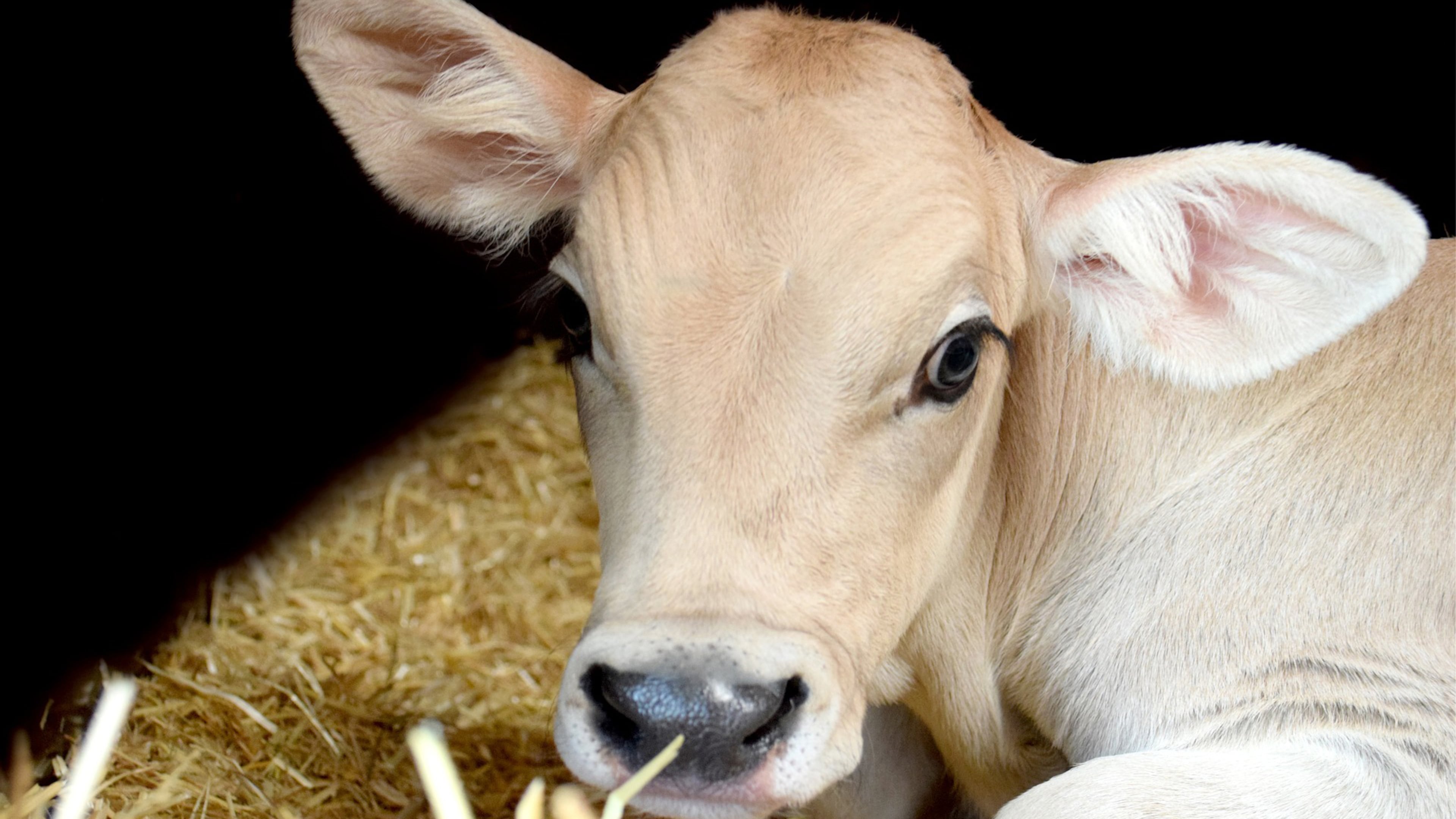 After a Wisconsin cattle farmer’s barn burned down, she had to get creative when searching for methods to keep her calves’ ears warm. Now, her solution -- “Moo Muffs” -- is getting international attention.