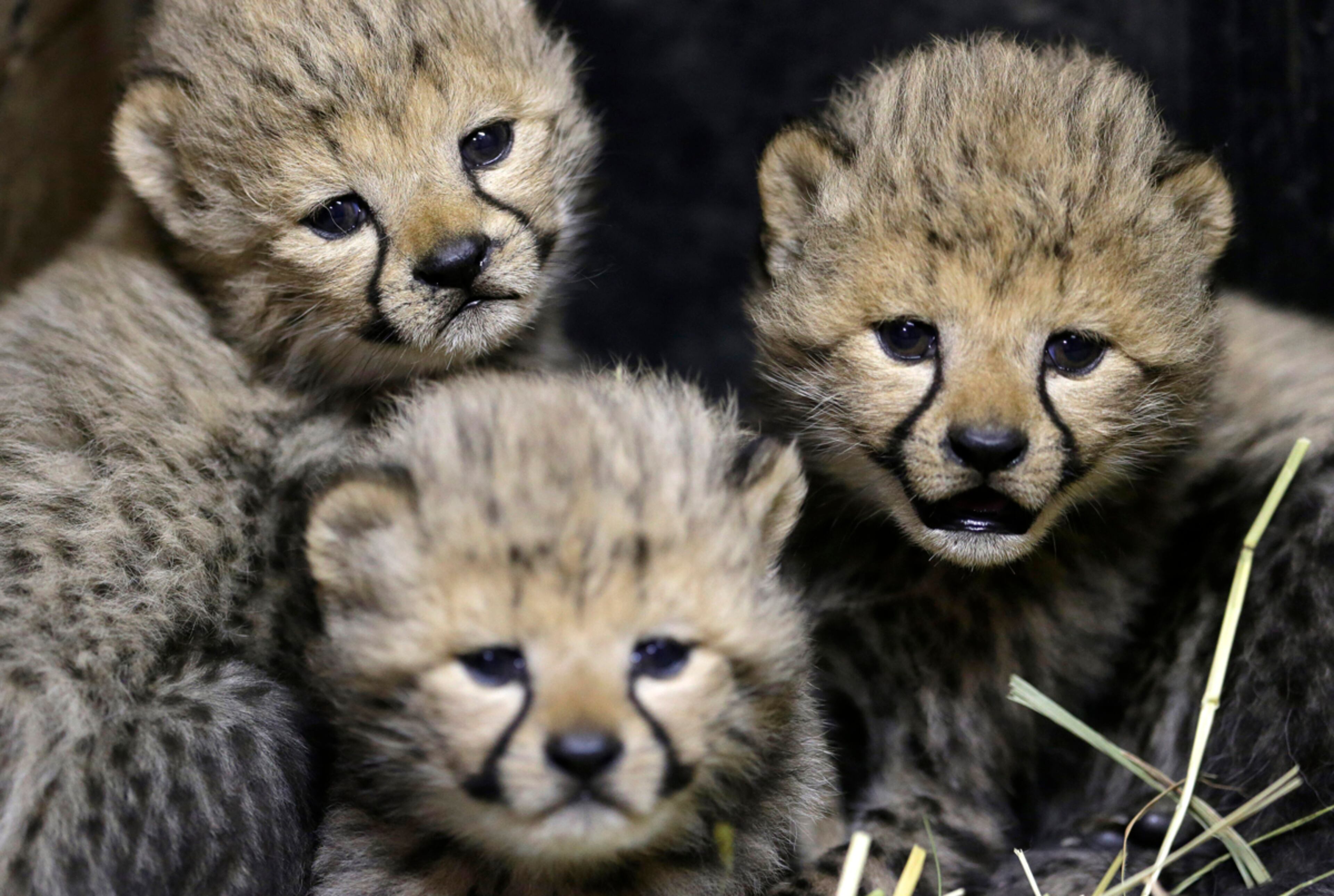 CHEETAH CUBS--Three of the newly born cheetah quadruplets rest at their enclosure in Prague's zoo, Czech Republic, Friday, Dec. 19, 2014. The four cubs we're born on Nov. 21, 2014. Scientists say every cheetah cub is critical to saving the species, which is threatened with extinction in the wild. (AP Photo/Petr David Josek)