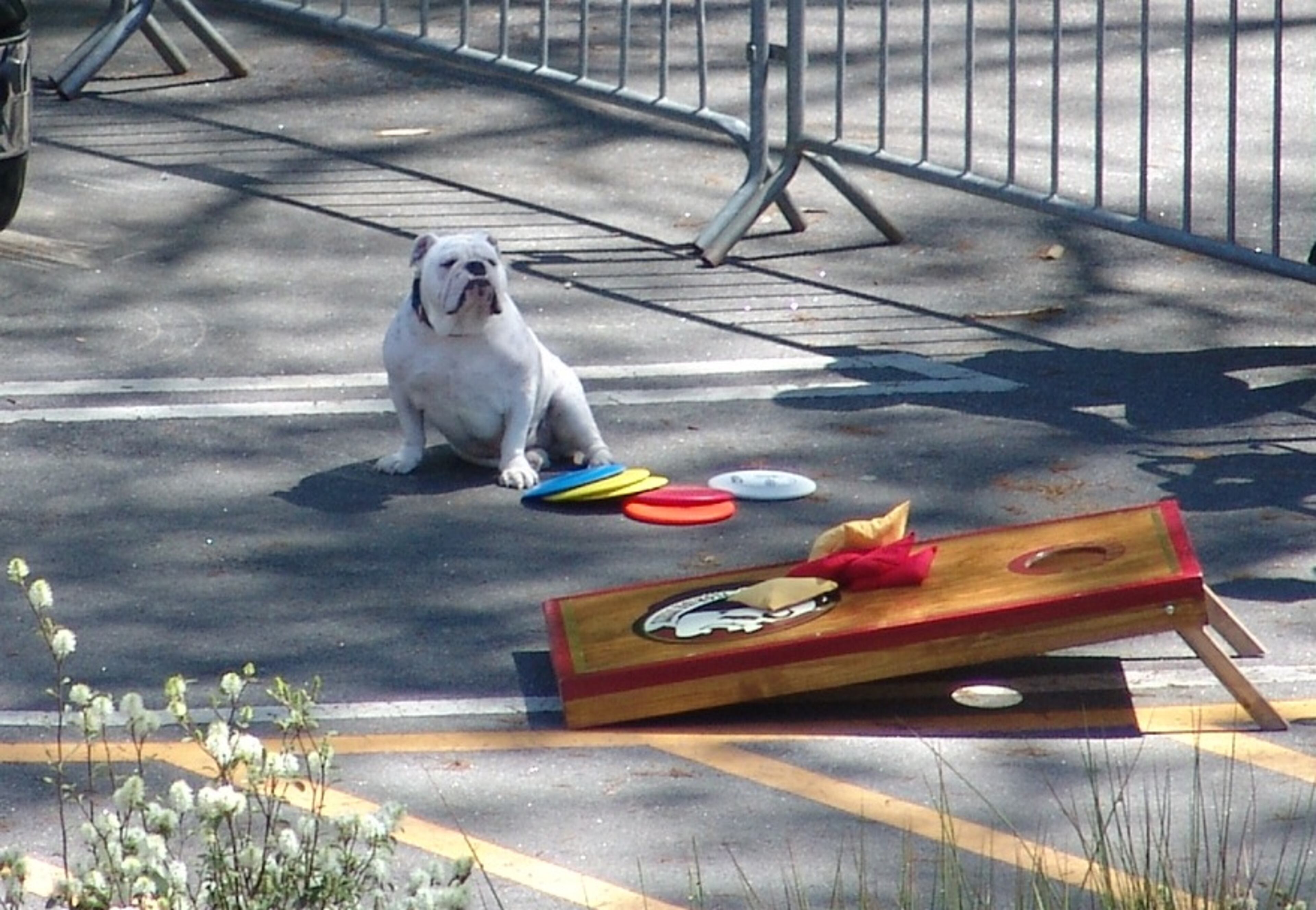 Jason Aldean's dog, Athens