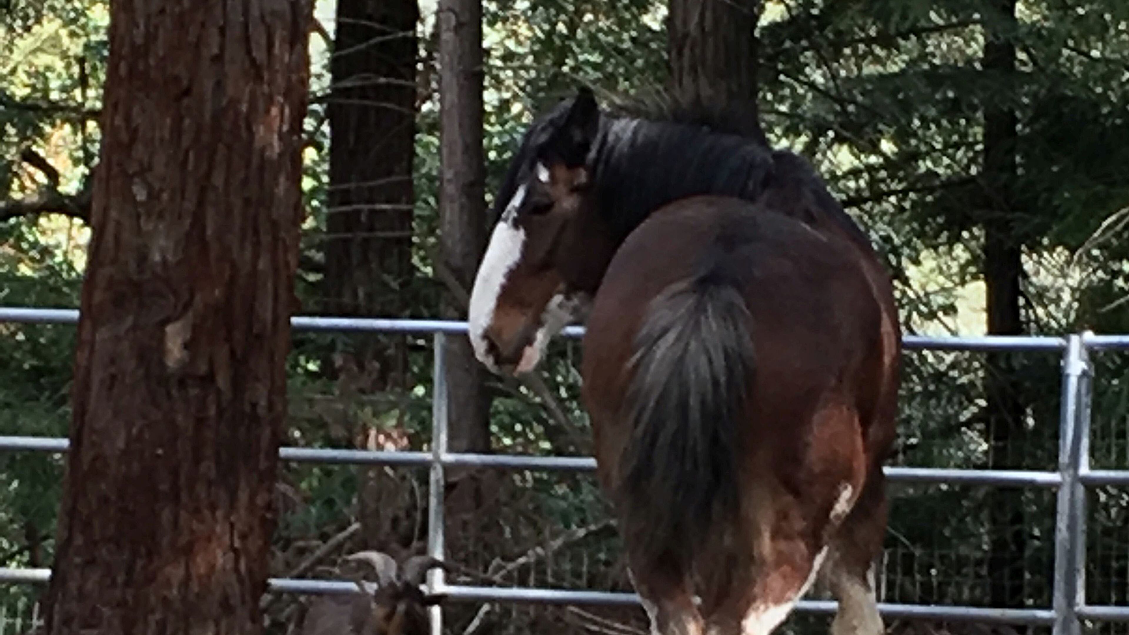 This undated photo provided by Tamara Schmitz shows Clydesdale horse Budweiser with his friend, a Nigerian dwarf billy goat named Lancelot, near Santa Cruz, Calif. Budweiser was safely back in his pen Sunday, Aug. 28, 2016, in the Santa Cruz Mountains on California's Central Coast after five days on the lam. Owner Tamara Schmitz says Buddy was busted out Wednesday, Aug. 24, by Lancelot, who knows how to butt open the stable gate. (Tamara Schultz via AP)