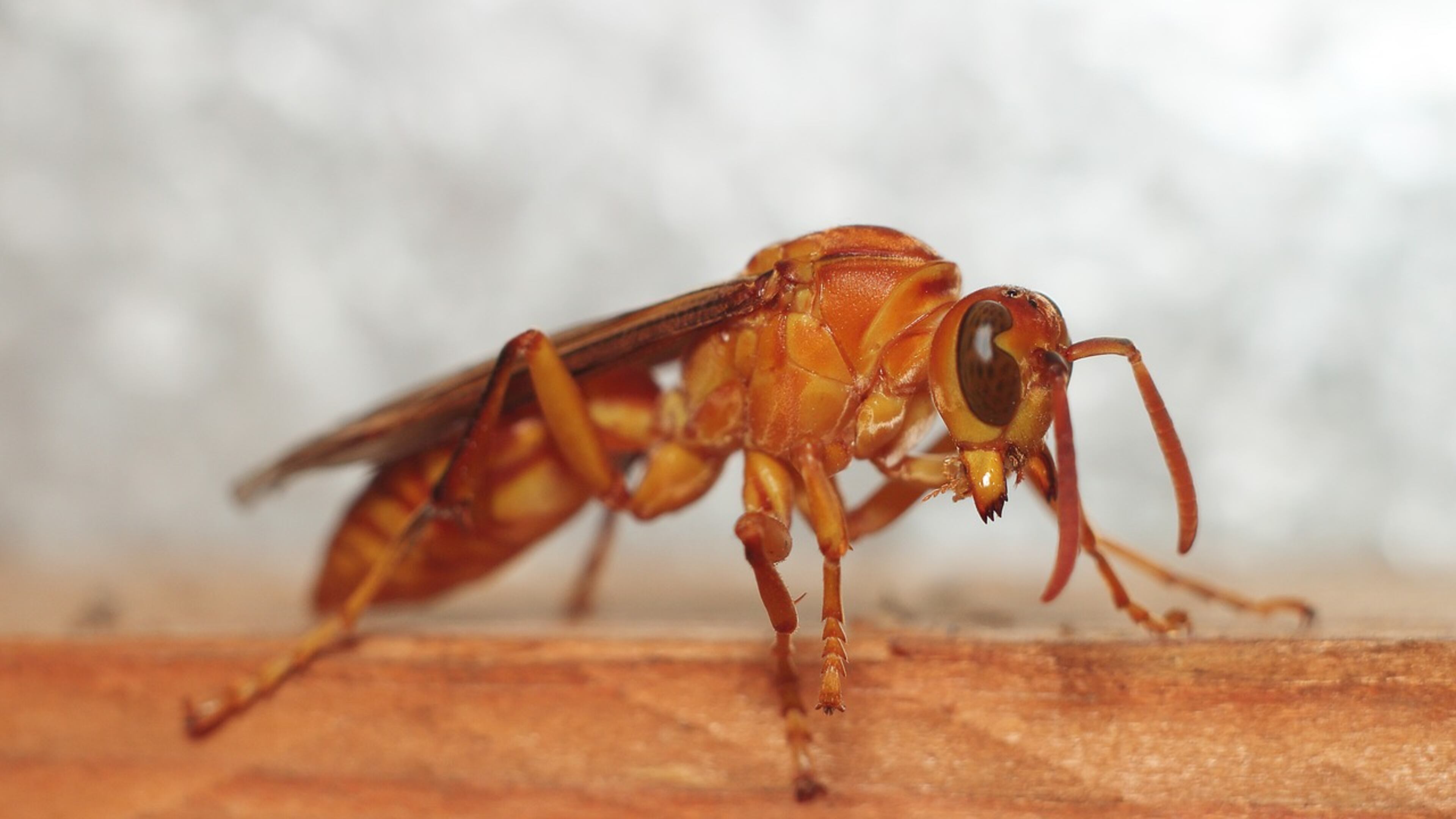 File image of a wasp.