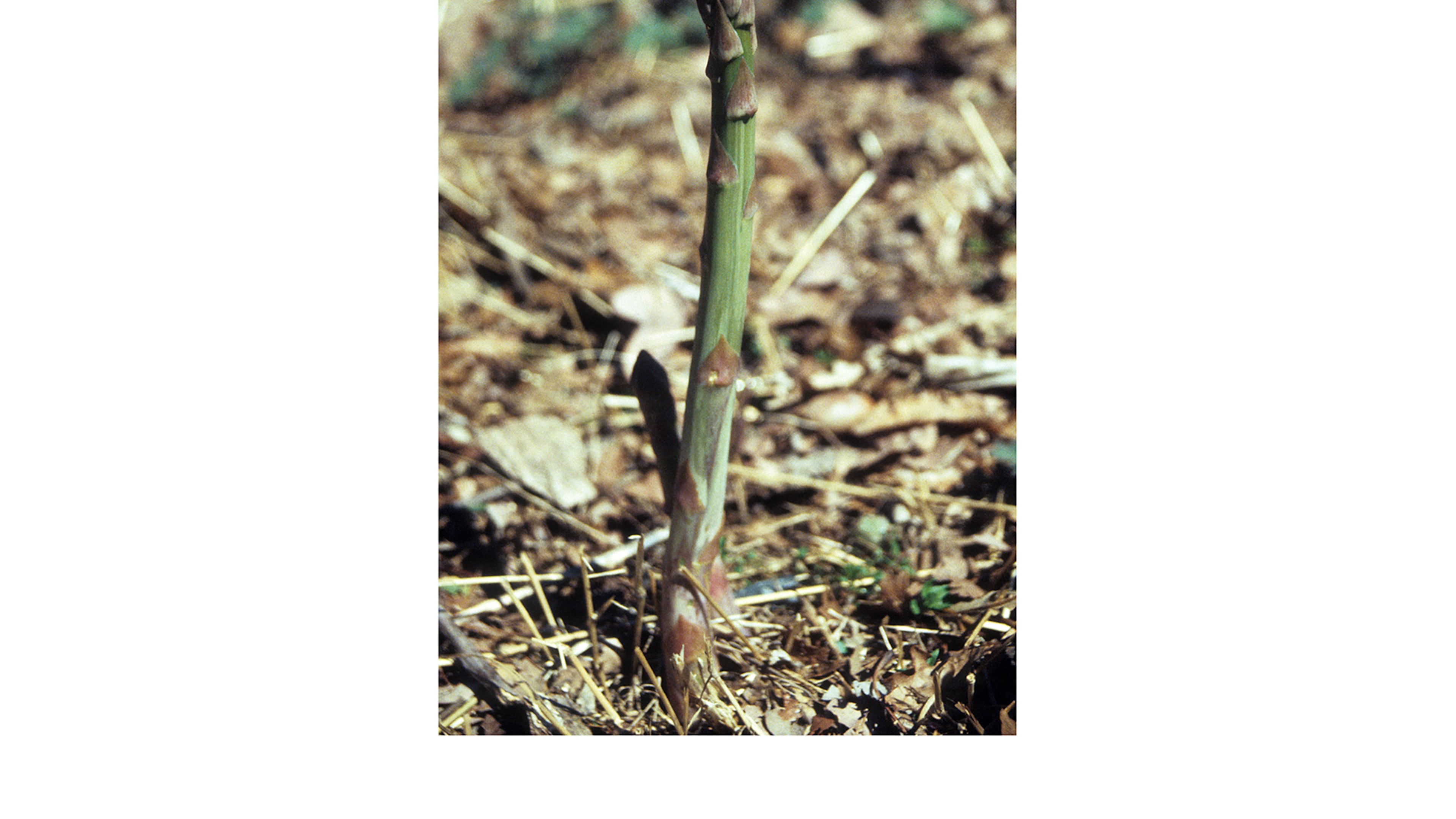 After harvesting mature asparagus spears, snap off all of the small ones, kill the weeds that are left, then allow the asparagus greenery to grow and shade out subsequent weeds. (Walter Reeves for The Atlanta Journal-Constitution)