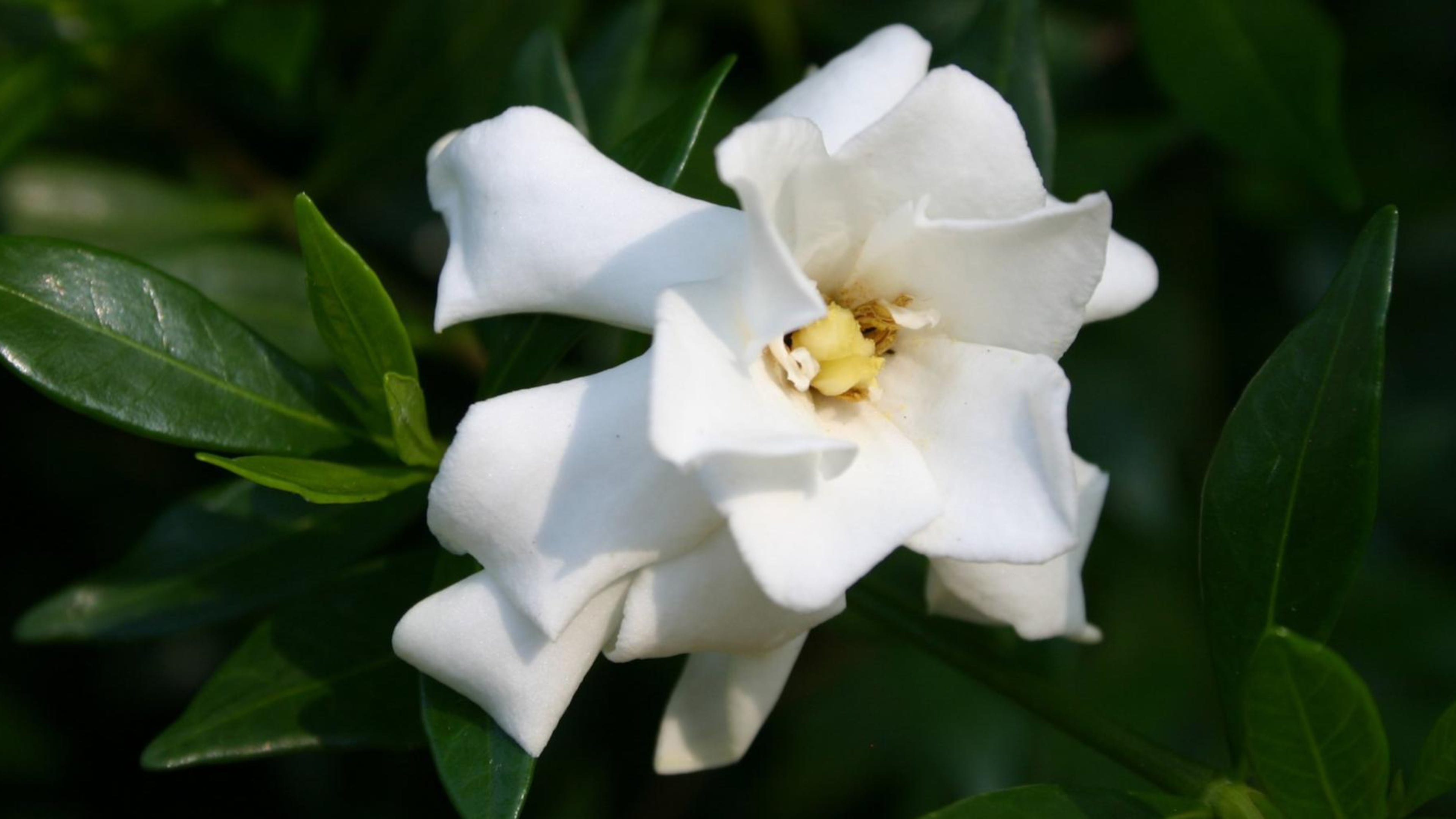 After their normal spring and early summer flowering time, some gardenias bloom in fall. CONTRIBUTED BY WALTER REEVES