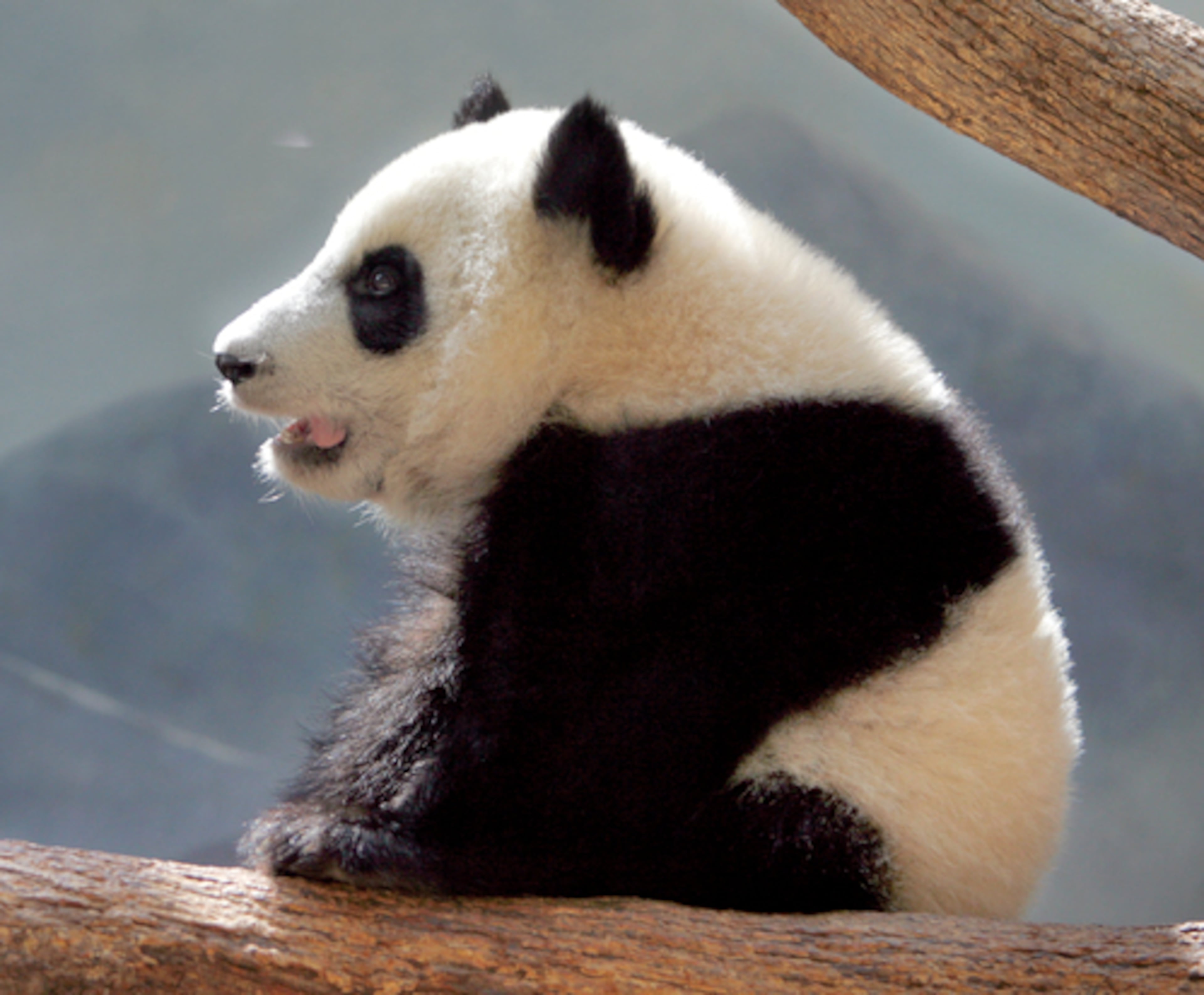 Mei Lan turned one in September 2007. Zoo Atlanta had a big birthday bash for the little critter, which weighed 57 pounds.