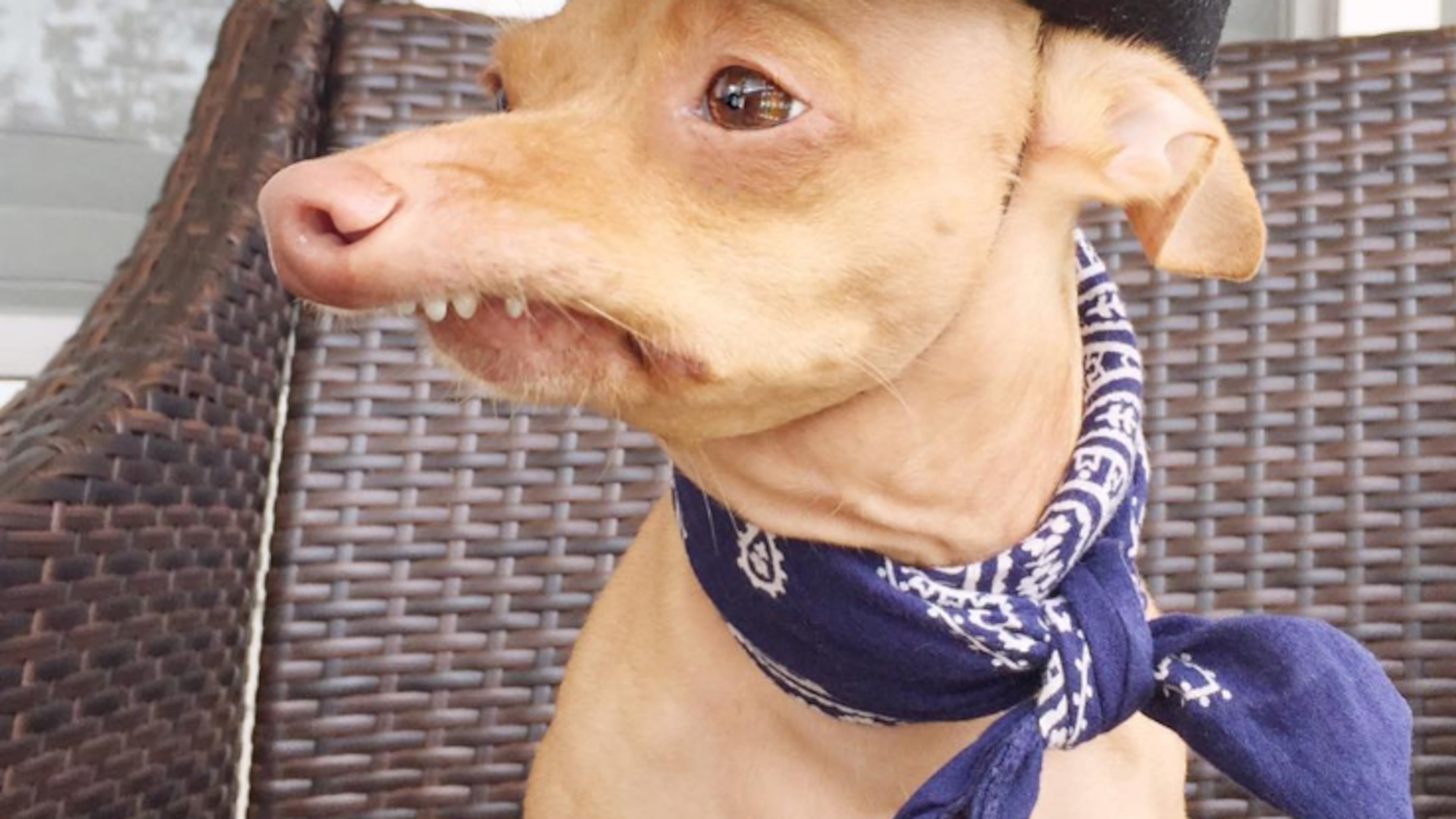 Meet Tuna, or Tuna Melts My Heart. Tuna has more than 1.8 million followers on Instagram.