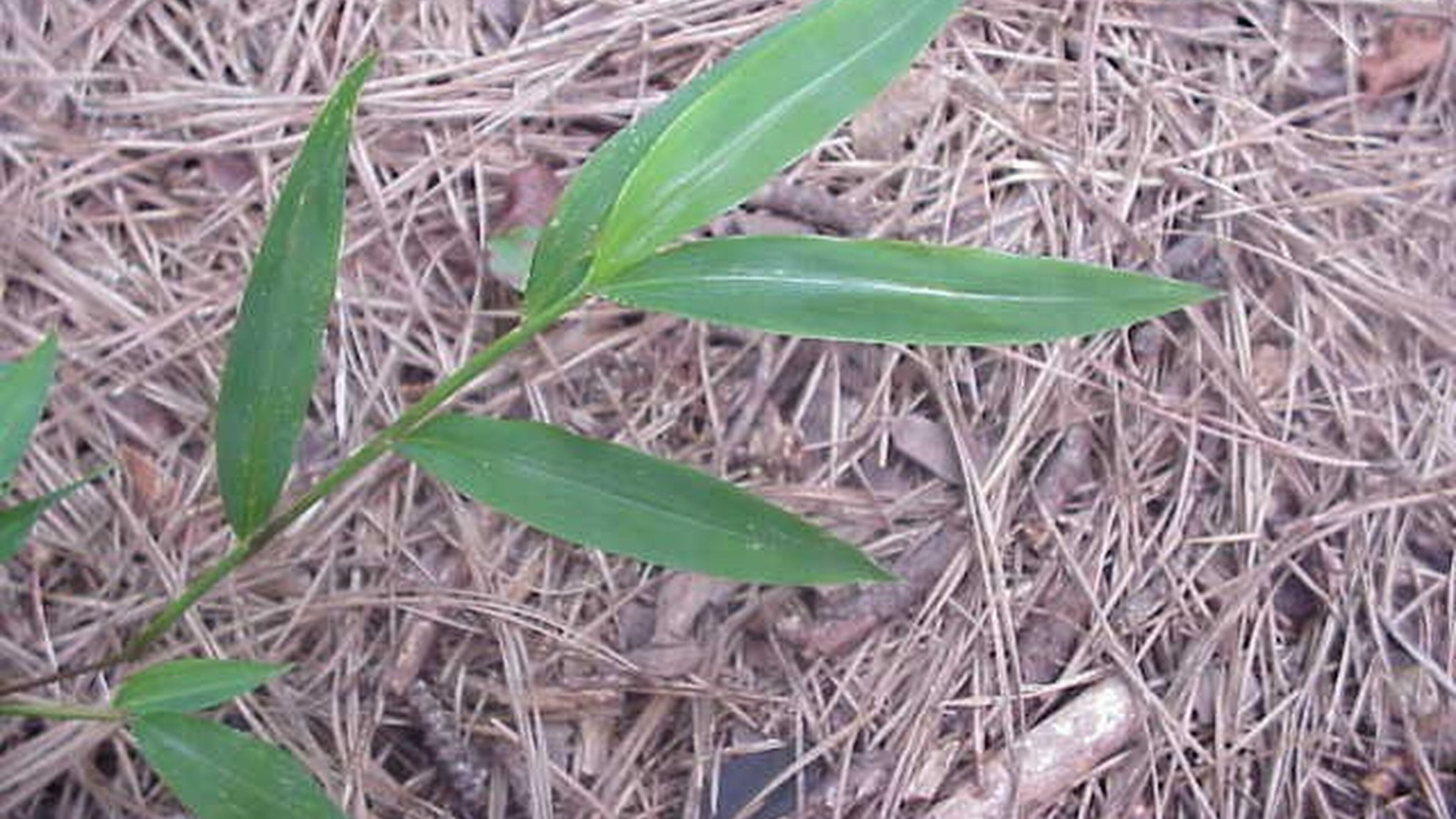 Stiltgrass can be controlled with a pre-emergent applied in spring. WALTER REEVES