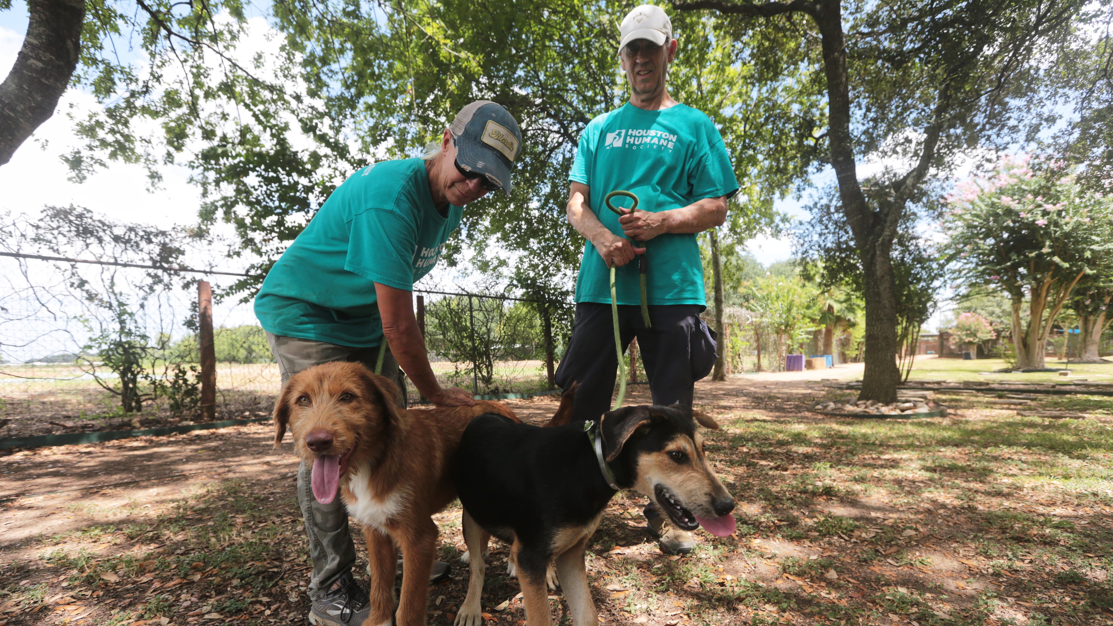 Houston Humane Society volunteers Dawn York, left, and Kent Williamson, right, walk Graphite and Shadow at the Humane Society in Houston, Friday, Aug. 14, 2026. (AP Photo/Lekan Oyekanmi)