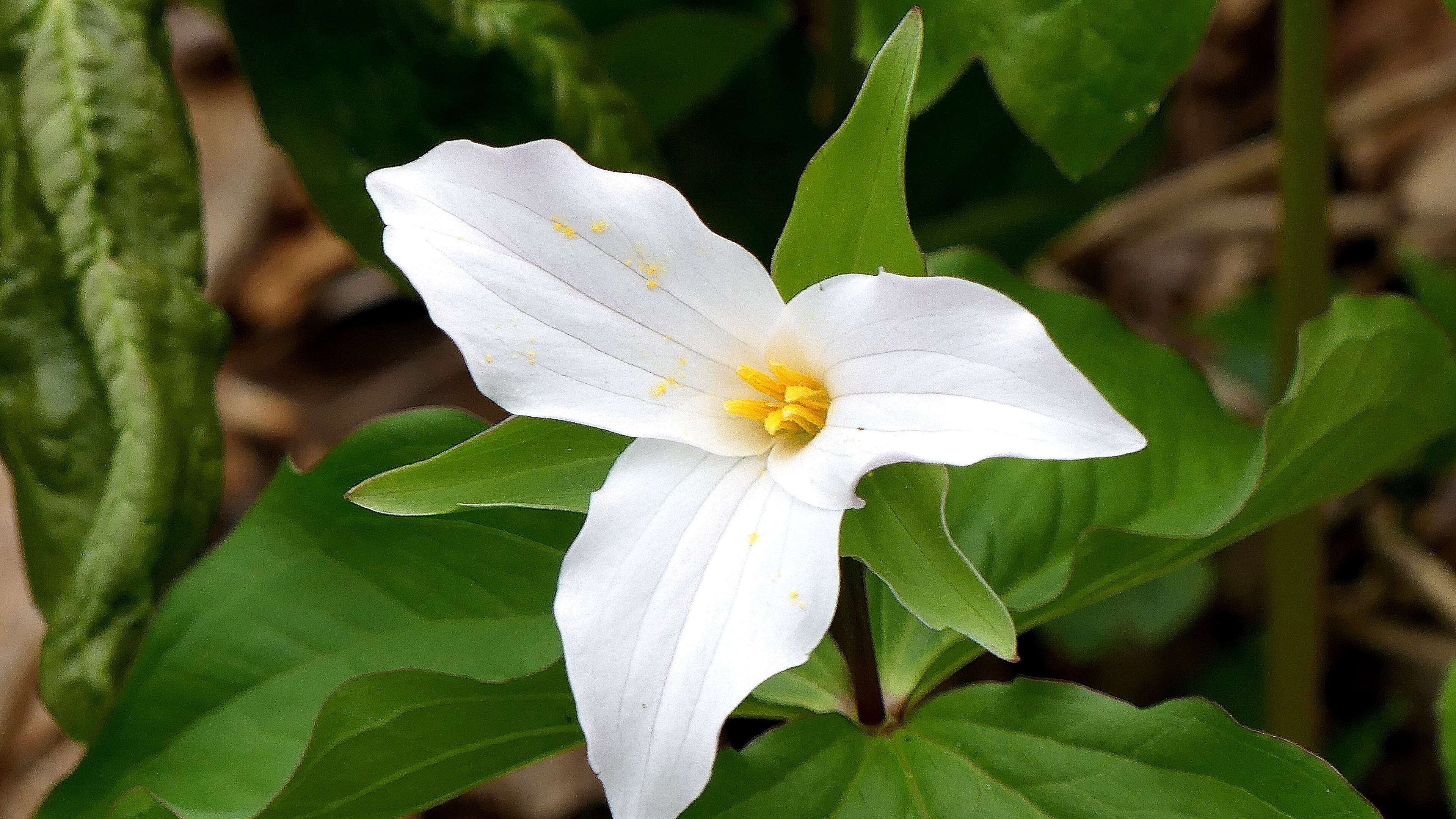 Trilliums, like this large white-flowered trillium that's native to Georgia, need periods of cold, moist weather in winter to germinate, a process known as stratification. (Charles Seabrook for The Atlanta Journal-Constitution)