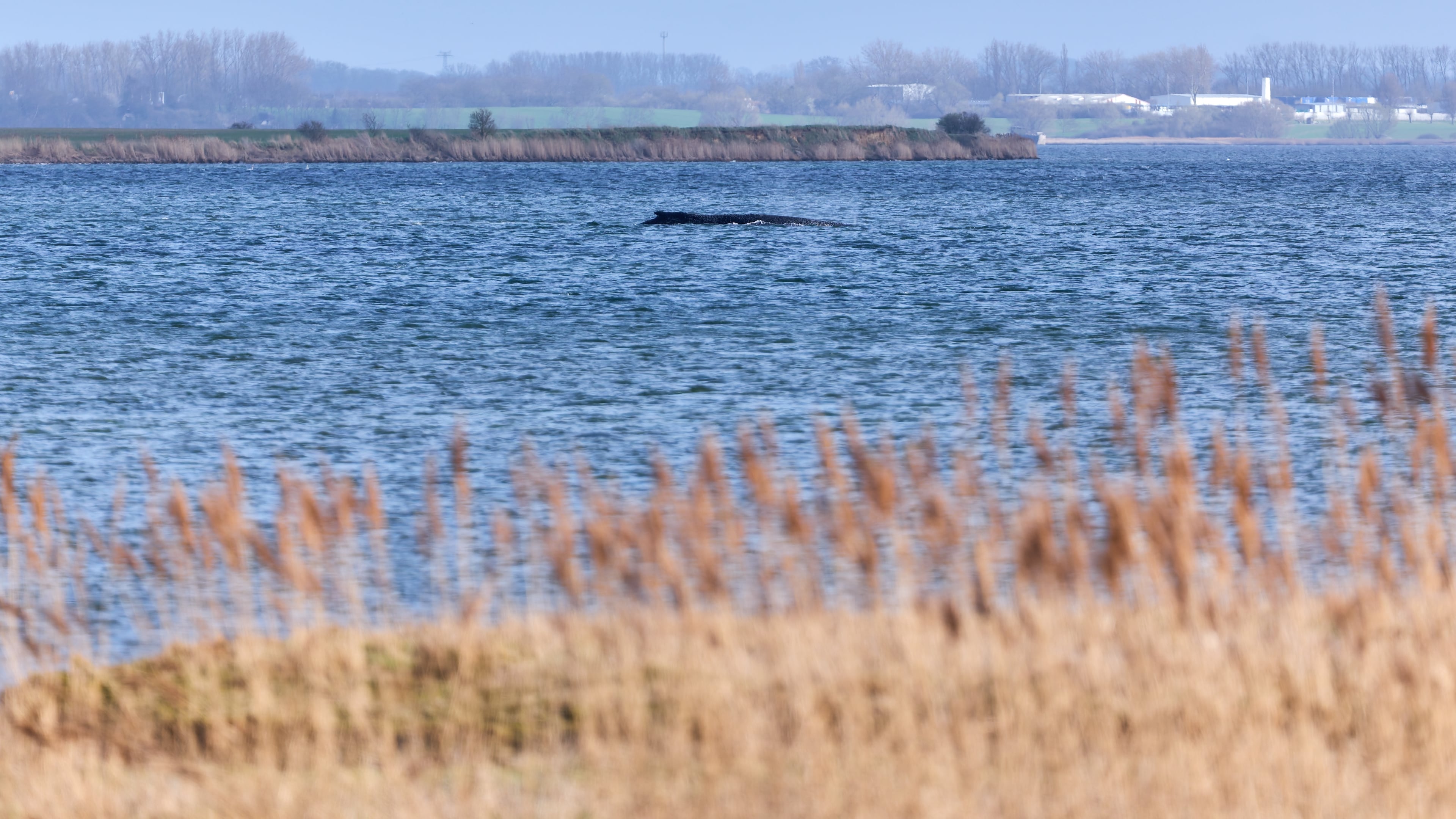 A humpback whale, that has become stranded repeatedly off Germany’s Baltic Sea coast in recent days has got stuck again and is pictured near the island of Poel in Weitendorf-Hof, Germany, Tuesday, March 31, 2026. (Marcus Golejewski/dpa via AP)