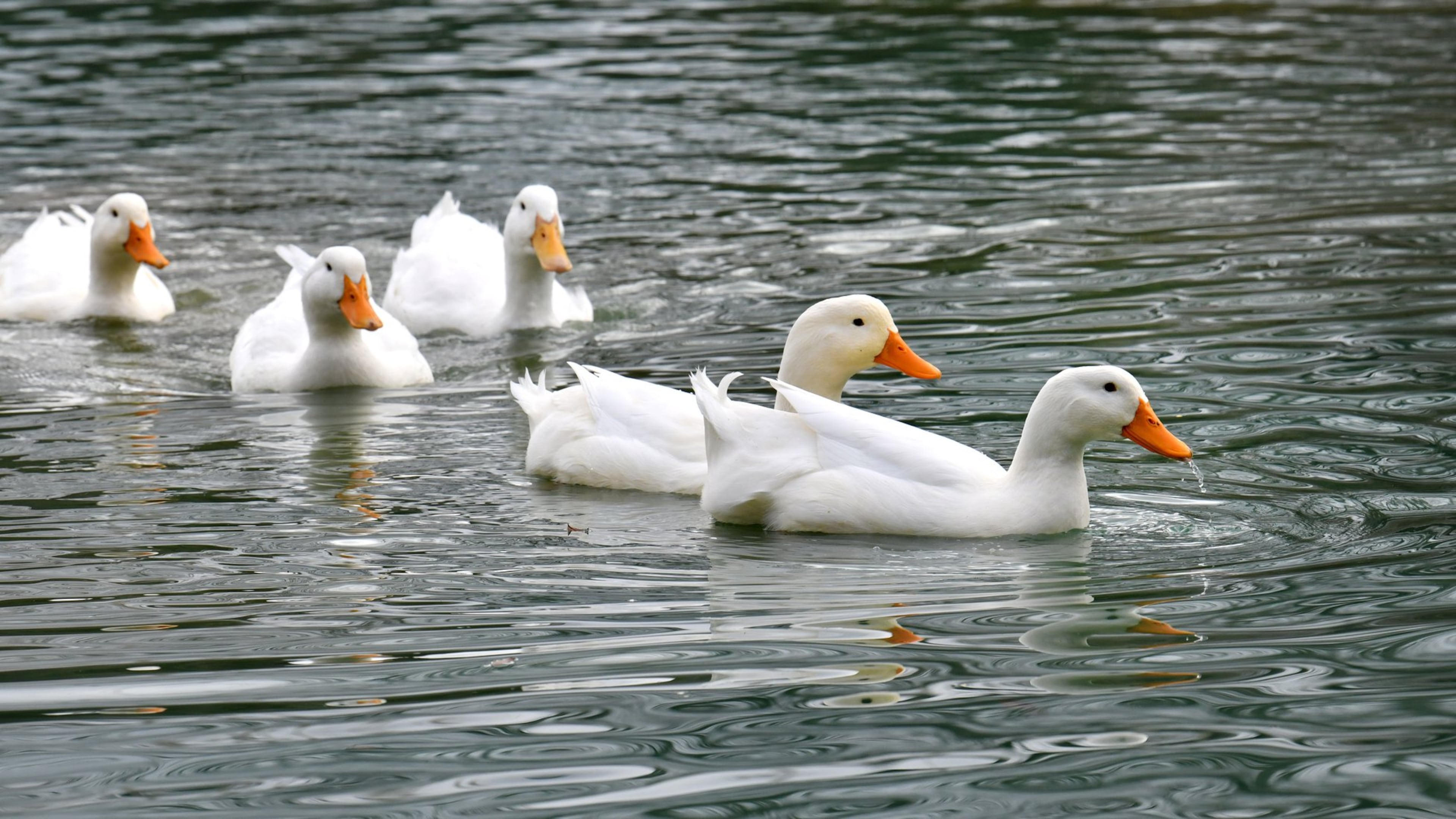 Ducks swim at the pond at a suburban corporate campus for Aflac in Columbus. Aflac chief executive Dan Amos said including the pond and ducks was one thing he insisted on when the office project was being planned. The Aflac duck has become a crucial part of the insurance company’s brand. (Hyosub Shin / Hyosub.Shin@ajc.com)