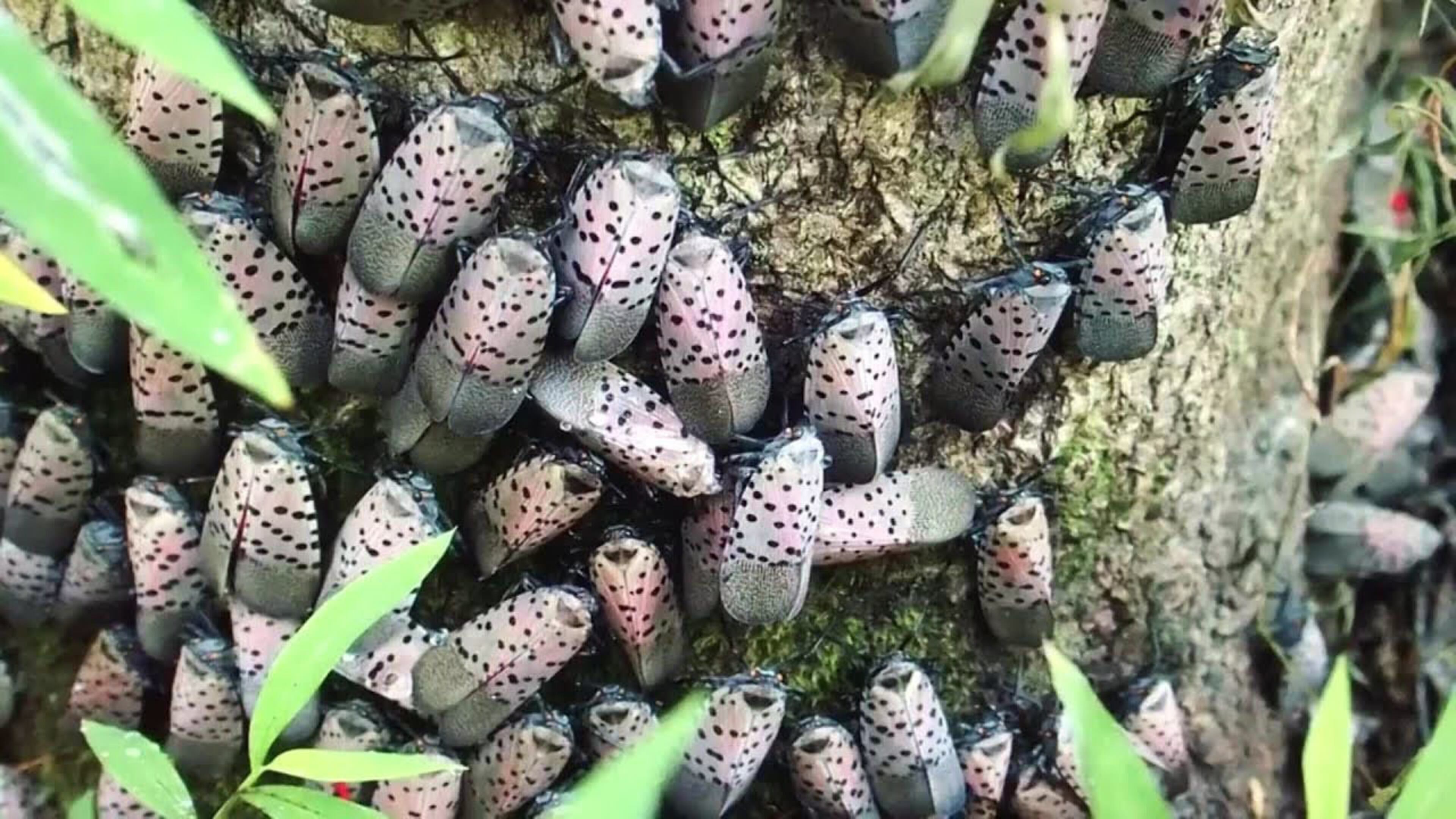 A spotted lanternfly infestation on tree. The insects secret a sugary substance that turns into a black, sooty mold which can kill plants, but is harmless to humans.