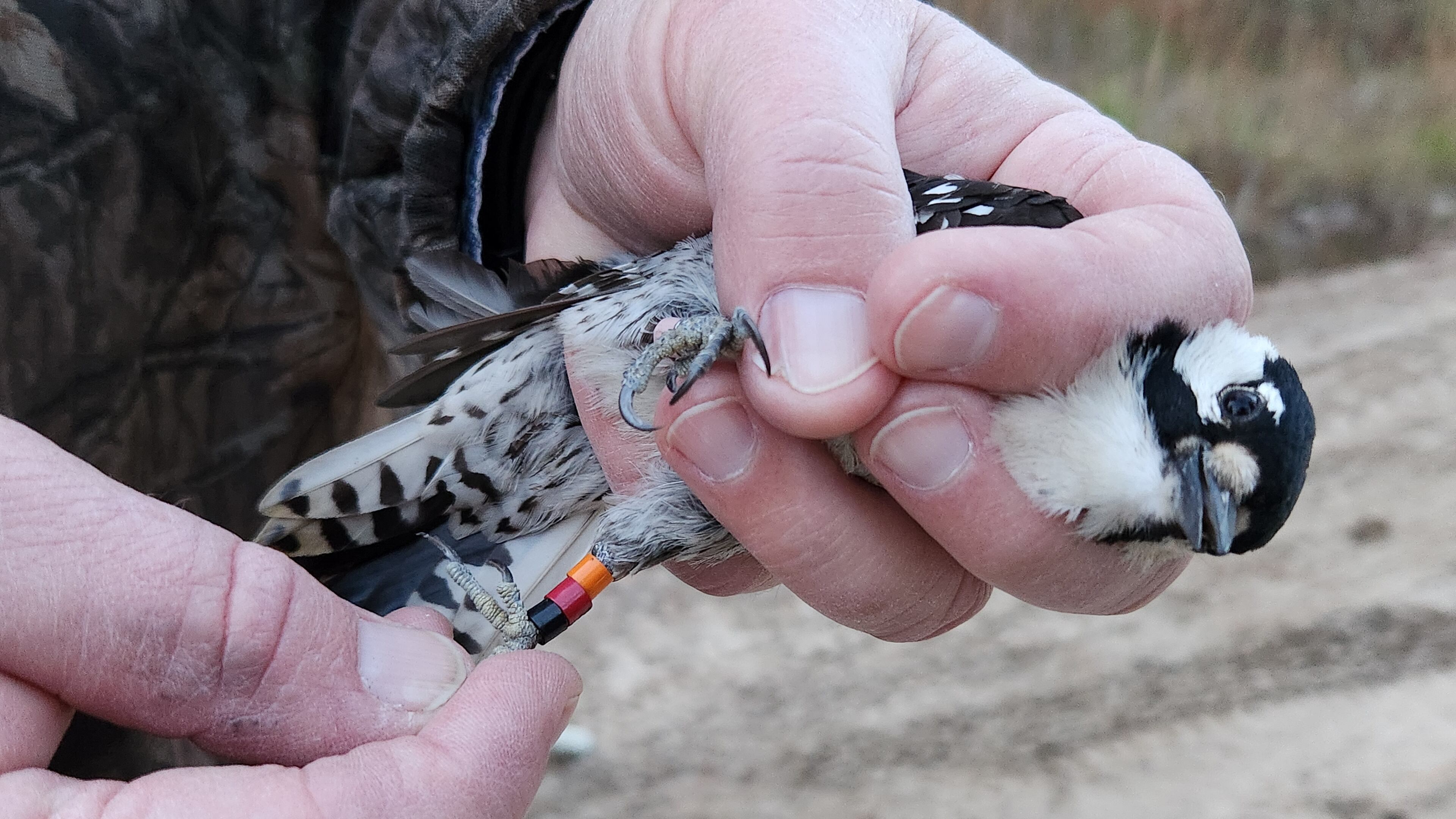 Banded female red-cockaded woodpecker captured at Fort Stewart and bound for Sprewell Bluff WMA. Credit: Nathan Klaus/DNR.