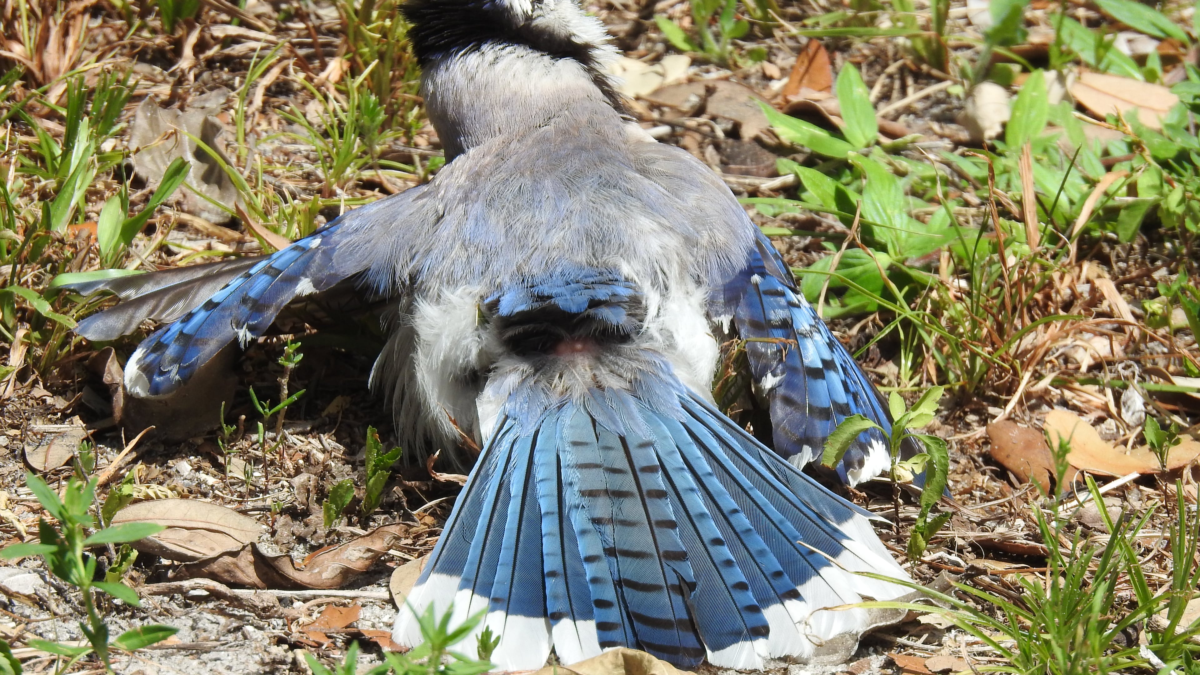 A blue jay is shown sunning and anting, processes that help keep feathers clean and healthy. In anting, the bird rubs ants on its skin and feathers to release formic acid that inhibits feather-damaging parasites. (Courtesy of Elaphe 1011/Creative Commons)
