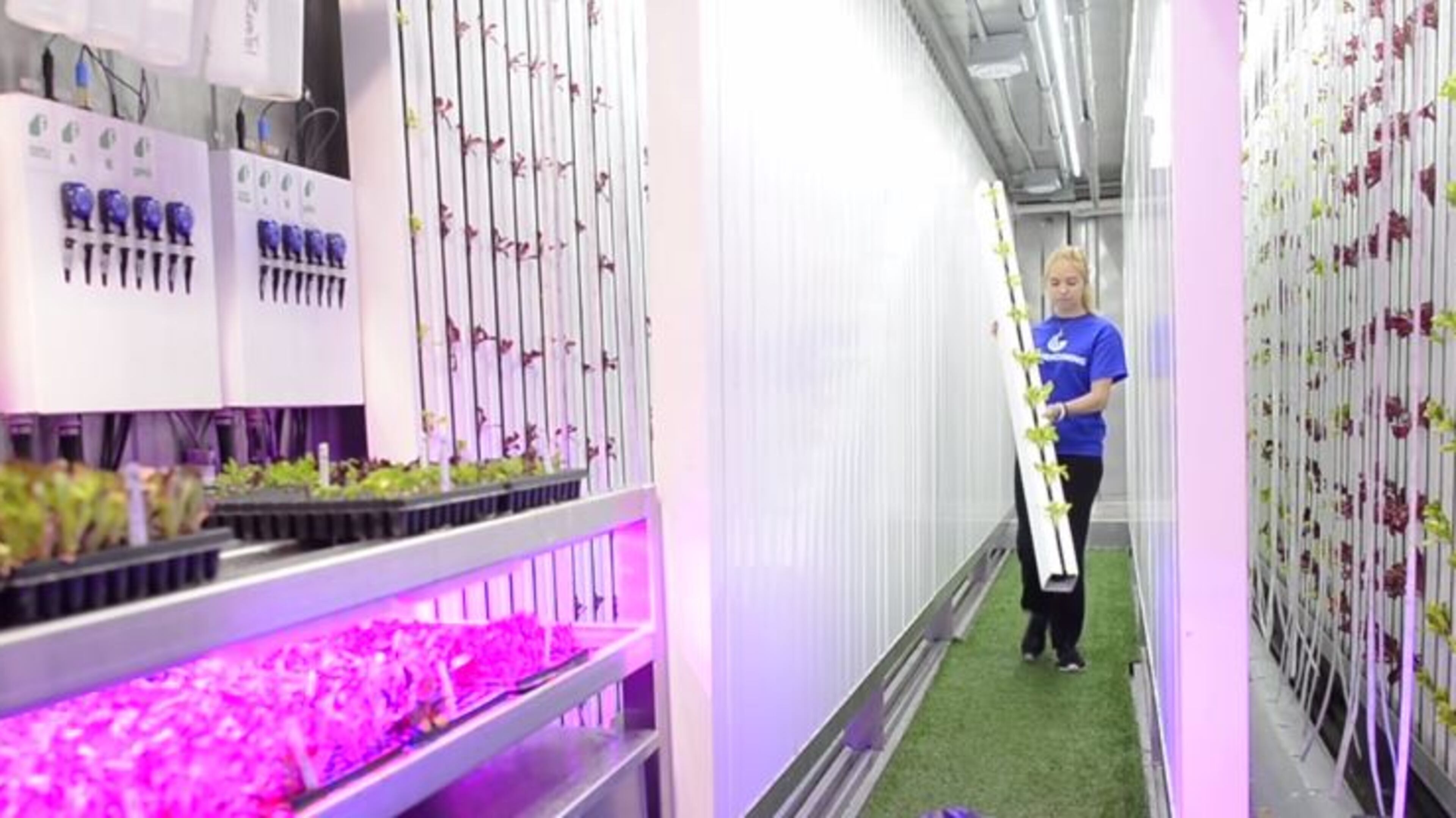 A farmer inside Georgia State University’s hydroponic campus farm — which exists inside a high-tech, 320-square-foot shipping container — harvests lettuce.