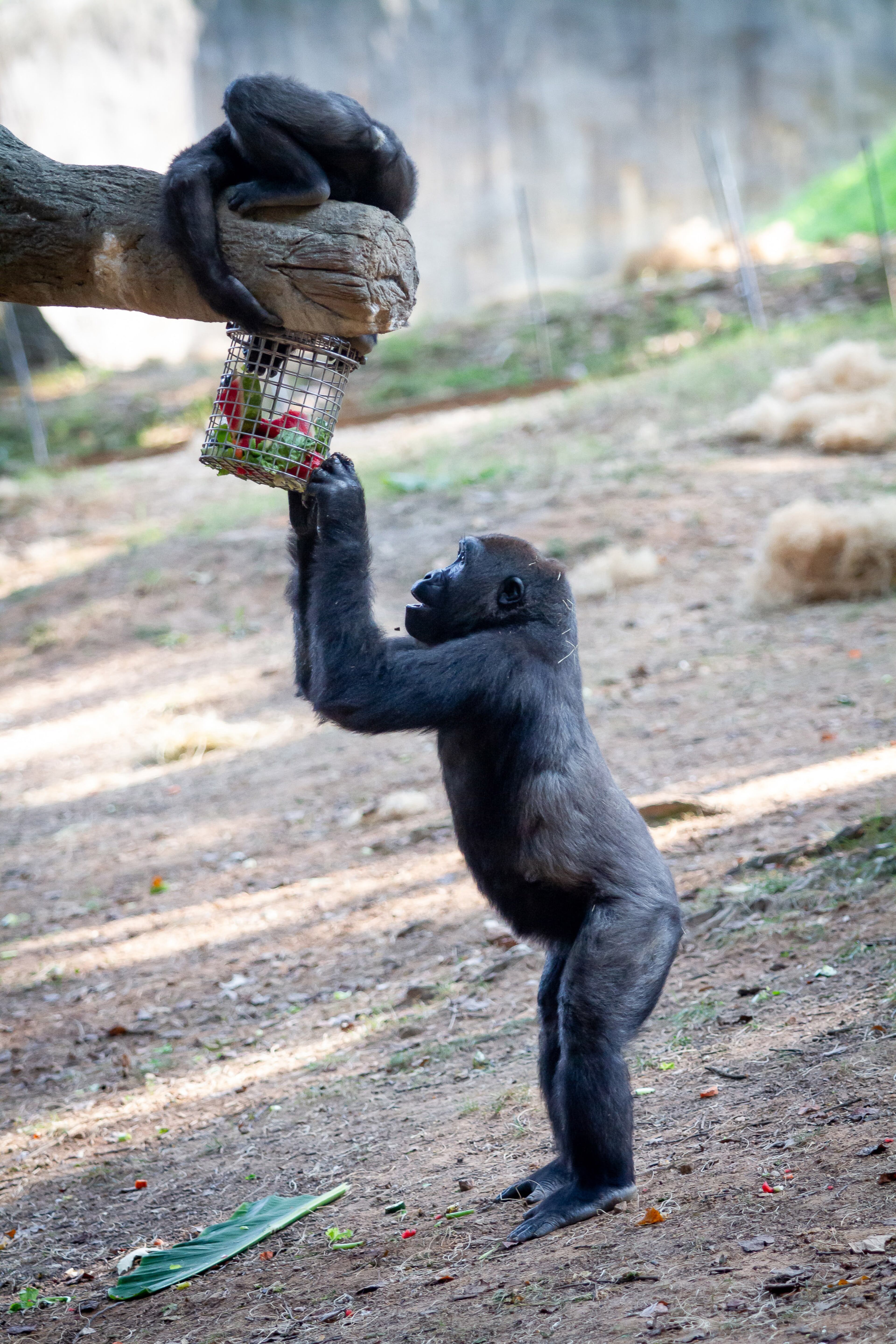 Gorillas try to get fruit out of a basket during the gorillas' enrichment event at Play the Animal Way and Vulture Awareness Day at Zoo Atlanta on Saturday, September 7, 2019. STEVE SCHAEFER / SPECIAL TO THE AJC