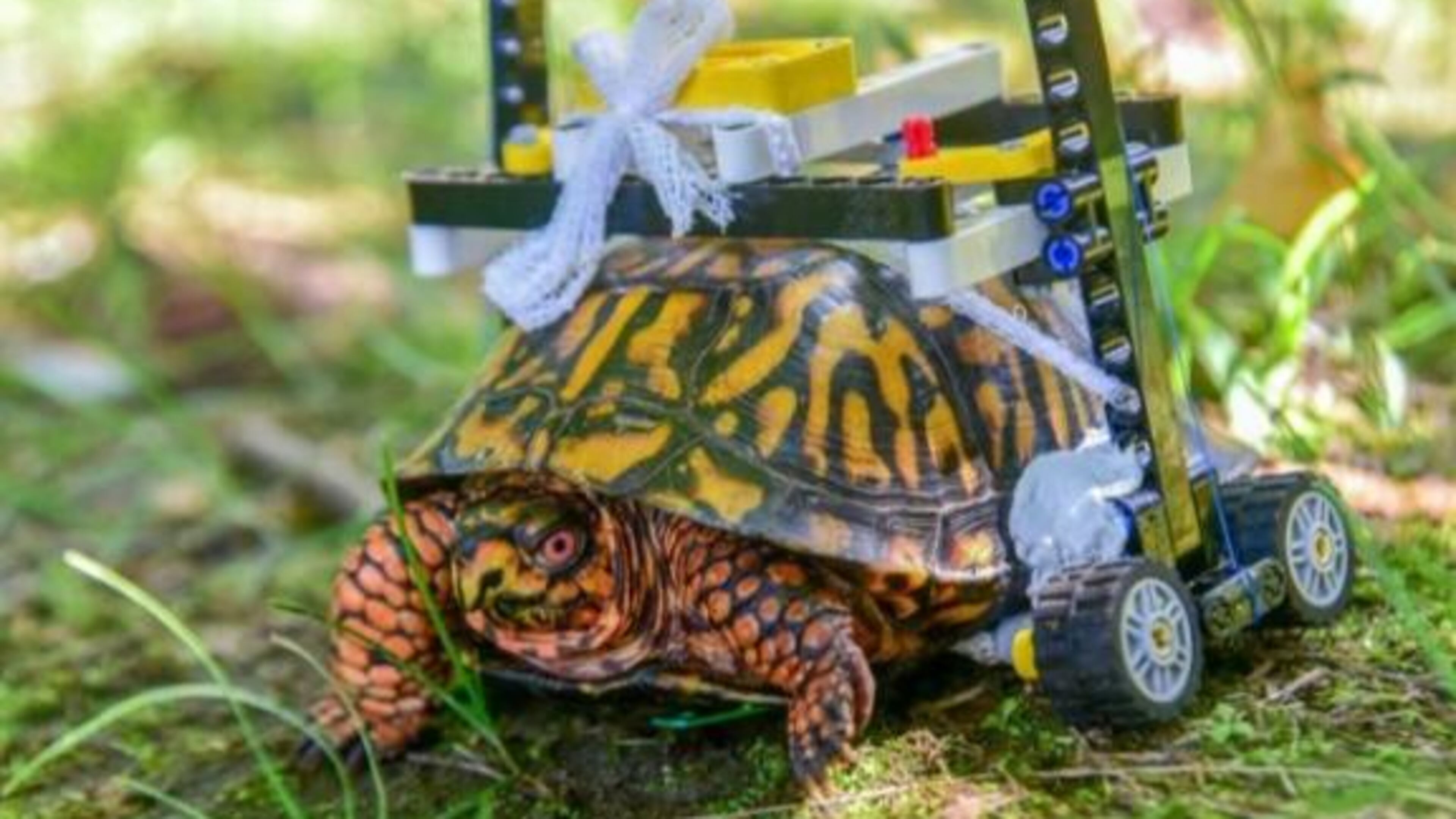 A box turtle is able to move around after surgery thanks to a wheelchair constructed of Lego bricks.
