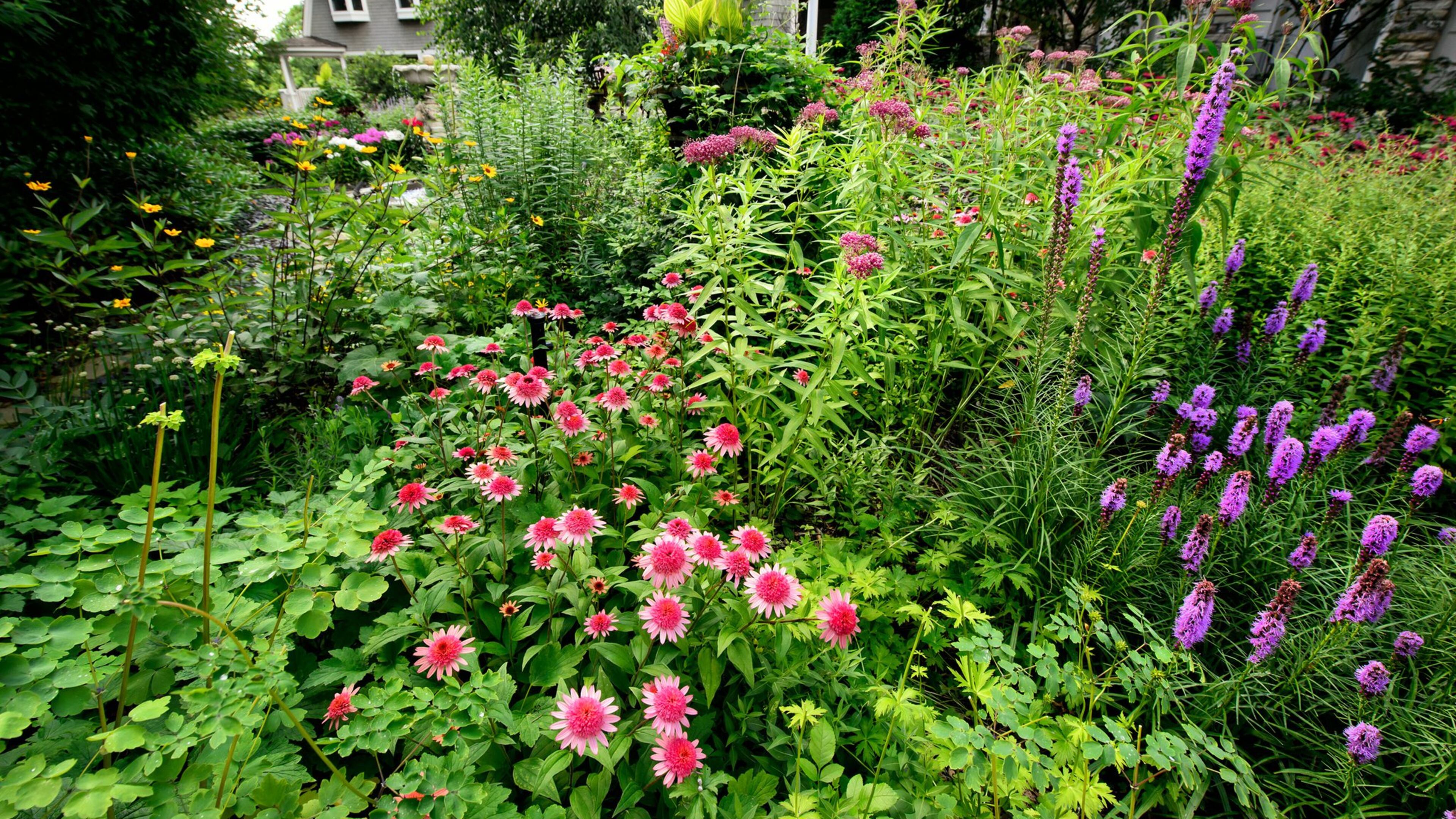 The gardeners harmonious mix of texture, height and color includes Raspberry Truffle coneflowers, bee balm and purple liatris, which draw butterflies and bees. (Glen Stubbe/Minneapolis Star Tribune/TNS)