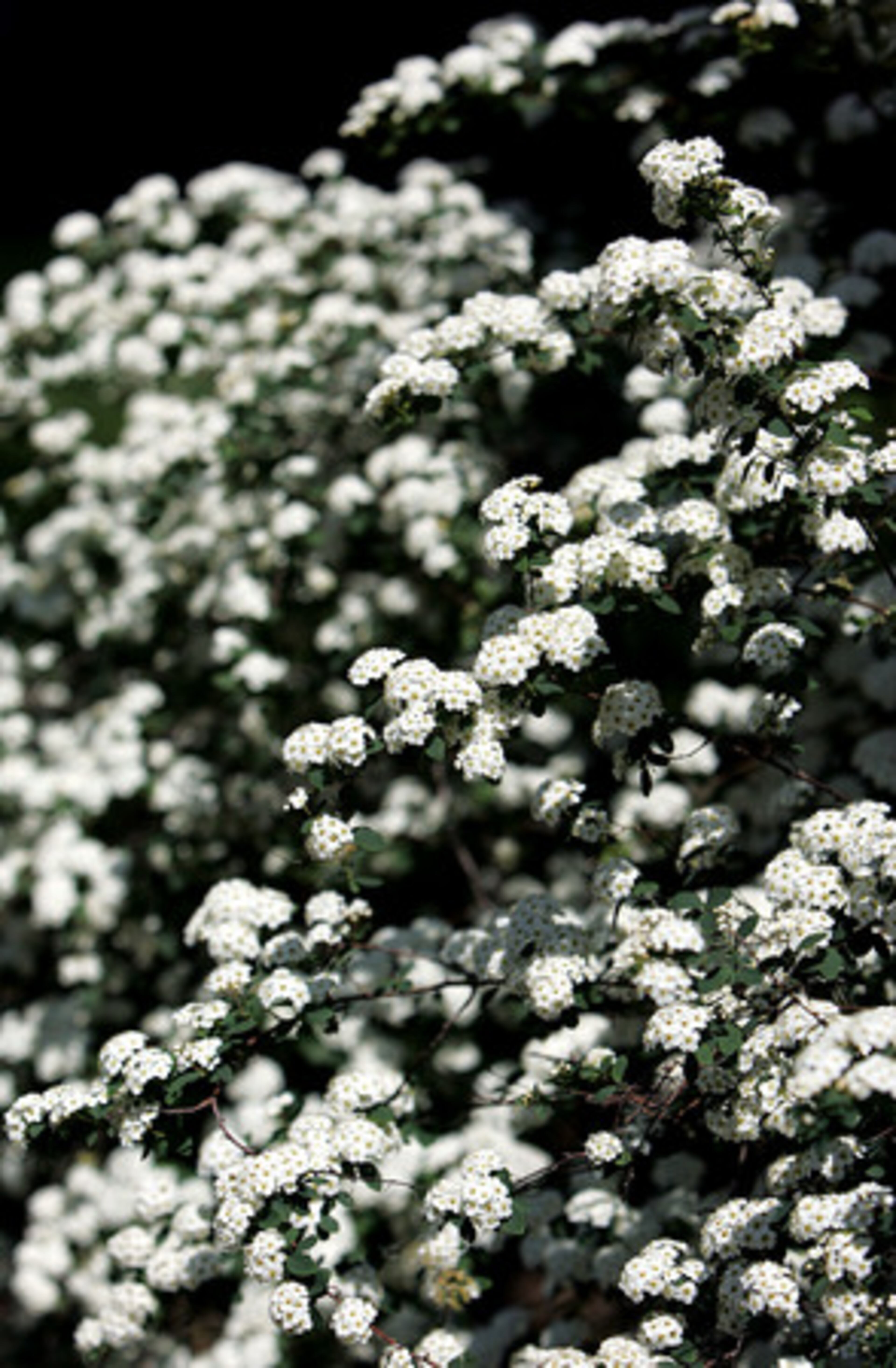 A bridal wreath spirea (Spiraea prunifolia) gets covered in white blooms from early March through April.