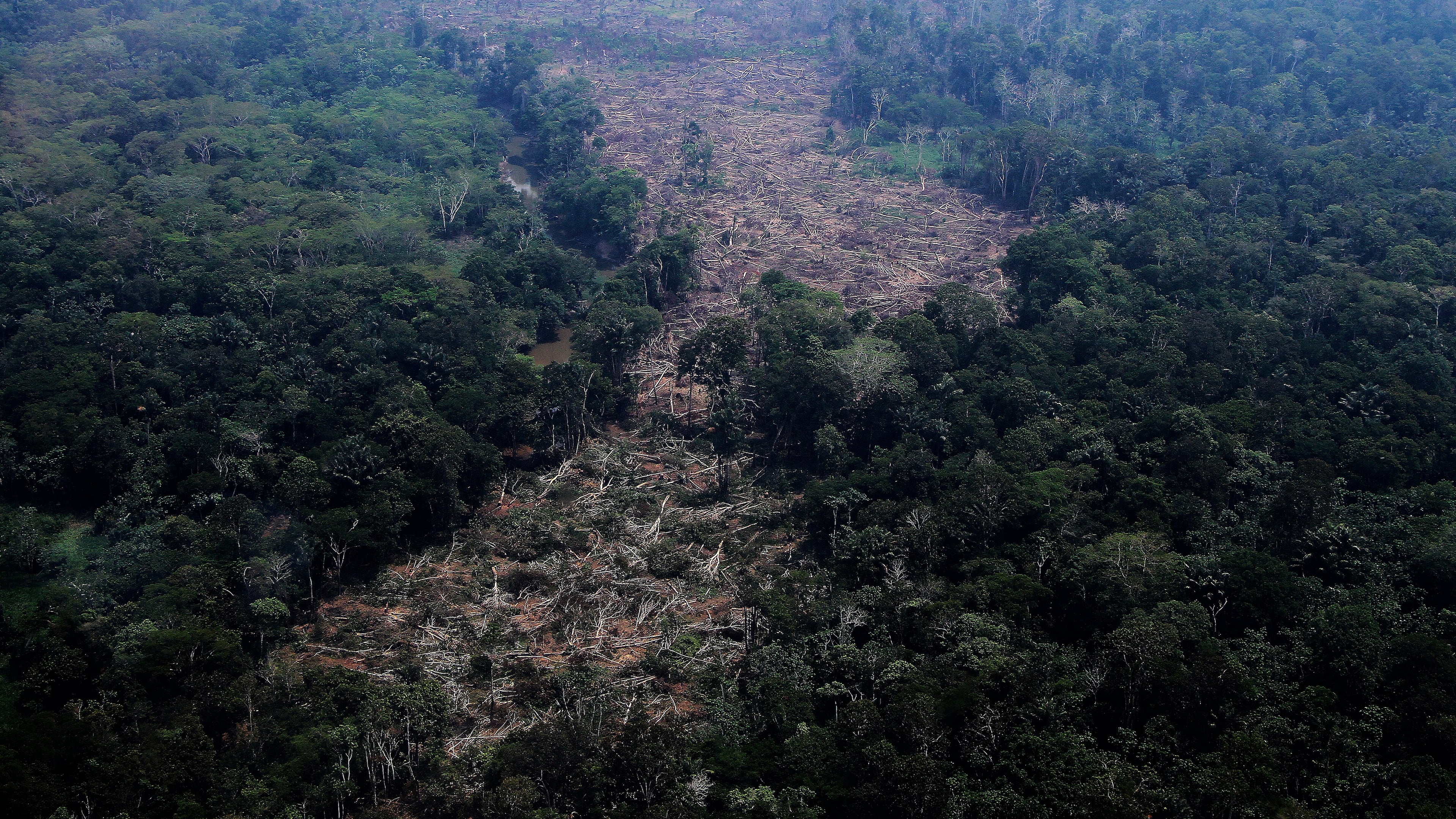 FILE - Trees lie in a deforested area of the Amazon rainforest in the municipality of Autazes, Amazonas state, Brazil, Oct. 15, 2026. (AP Photo/Edmar Barros, File)