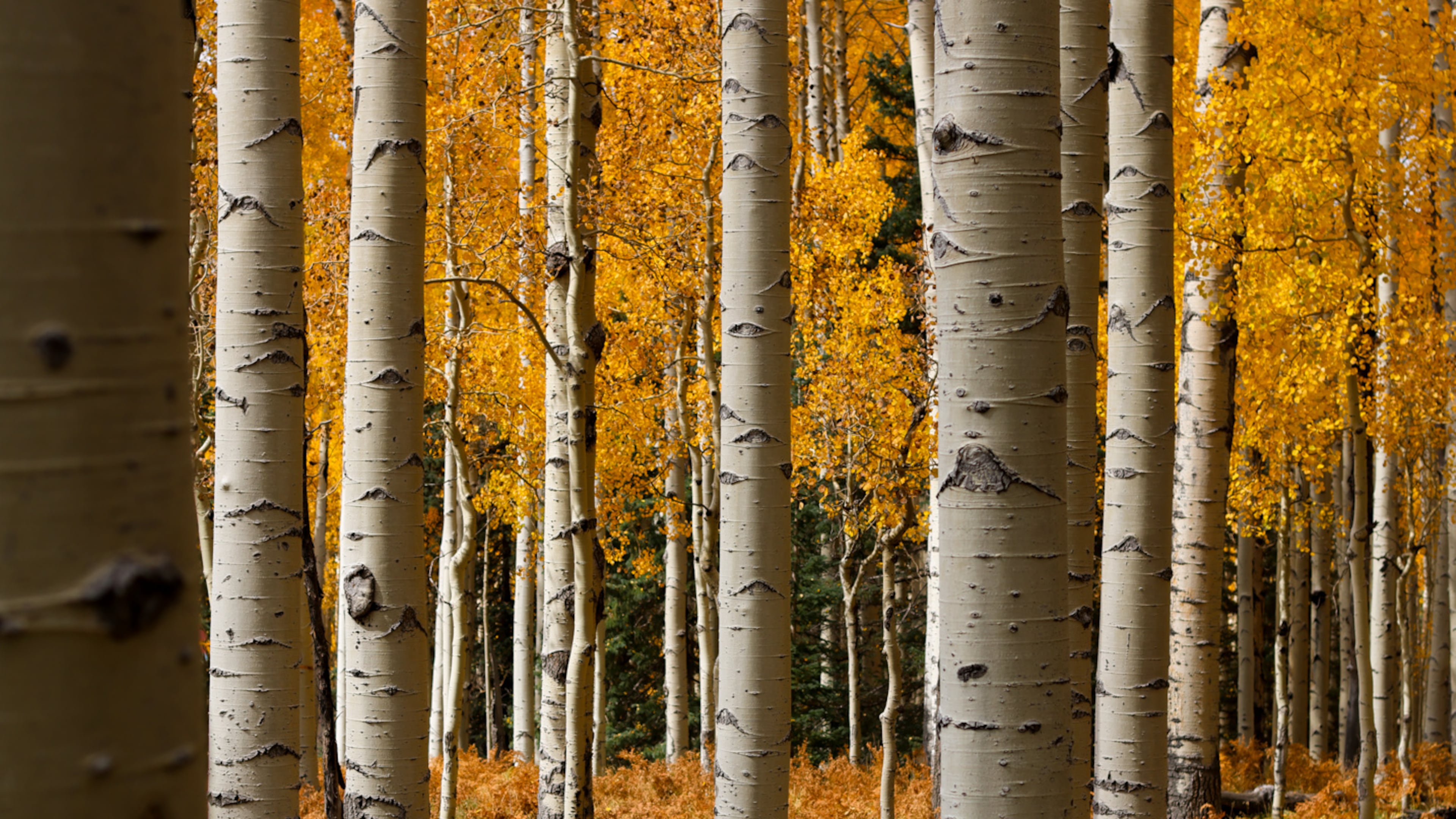 White-barked aspen trees stand among yellow and orange fall foliage on the San Francisco Peaks in Flagstaff, Ariz., Thursday, Oct. 8, 2026. (AP Photo/Cheyanne Mumphrey)