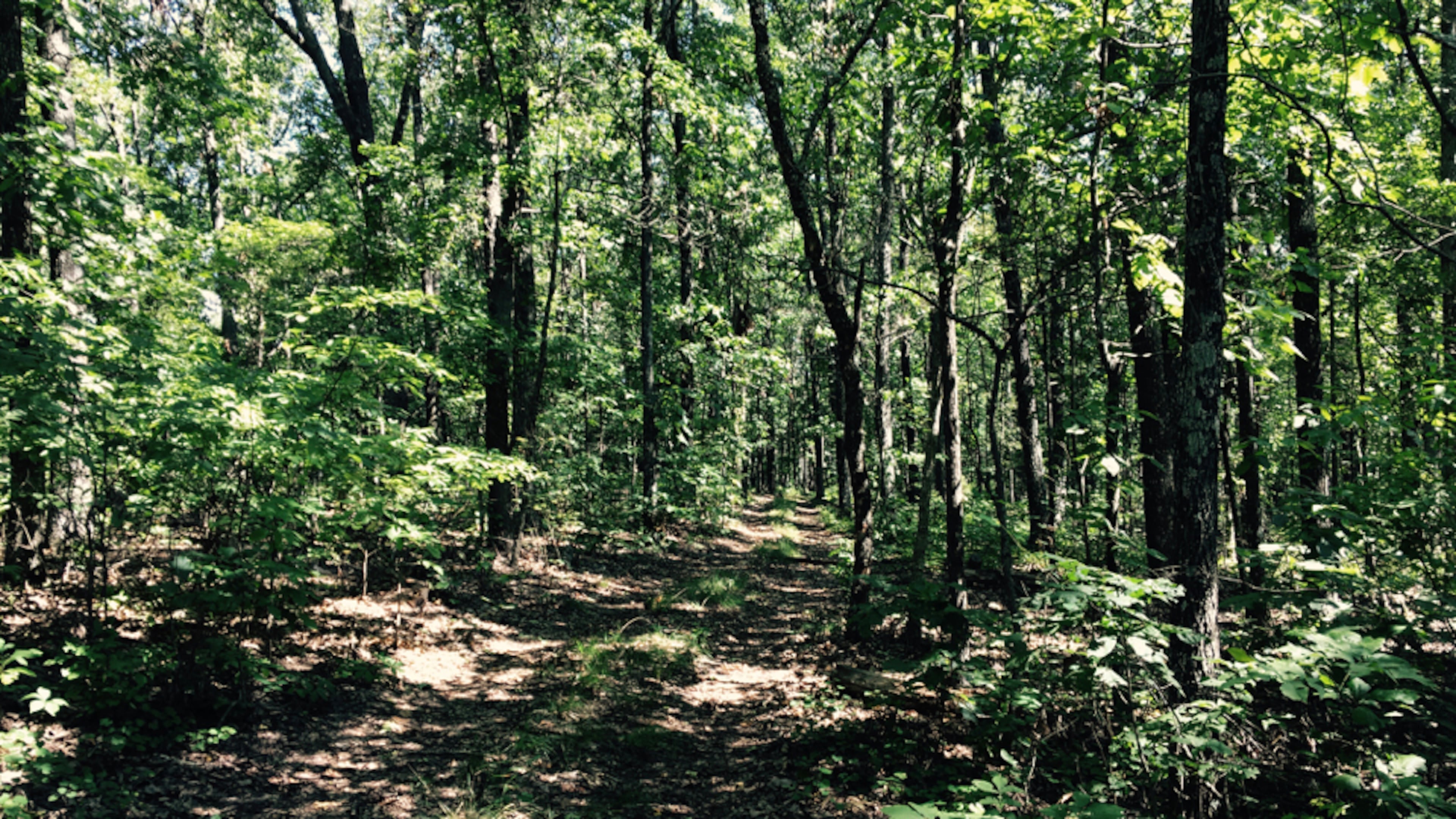 The U.S. Justice Department has reached agreement to bar Atlanta-based EcoVest Capital and its promoters from selling or facilitating what the government says abusive tax shelters that resulted in hundreds of millions of dollars of tax harm. The shelters involved properties where the development rights were donated to charity in return for tax deductions. SPECIAL