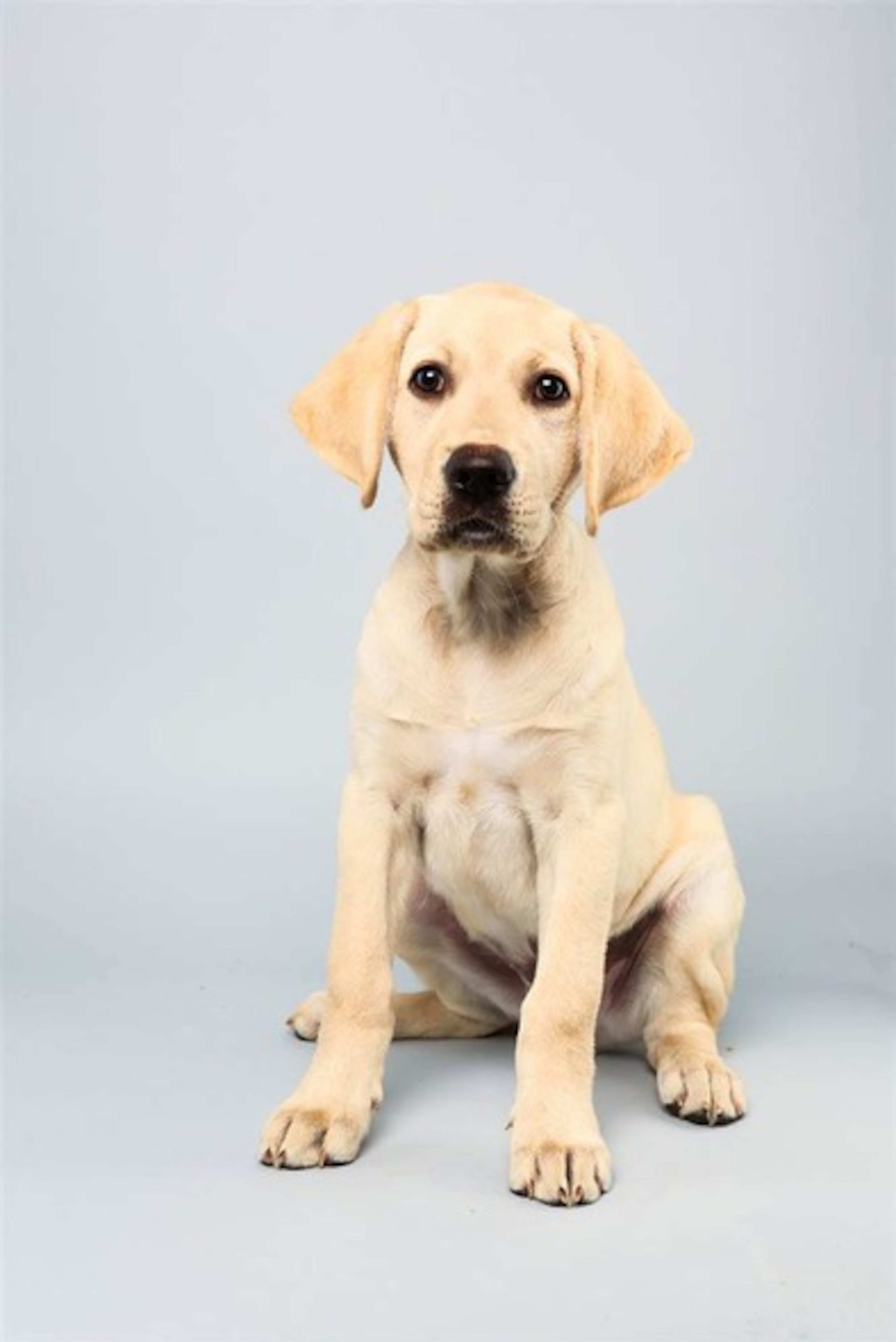Benton, Labrador Retriever, 12 weeks. Fun fact: Plans to have a really important job serving as a guide dog one day.