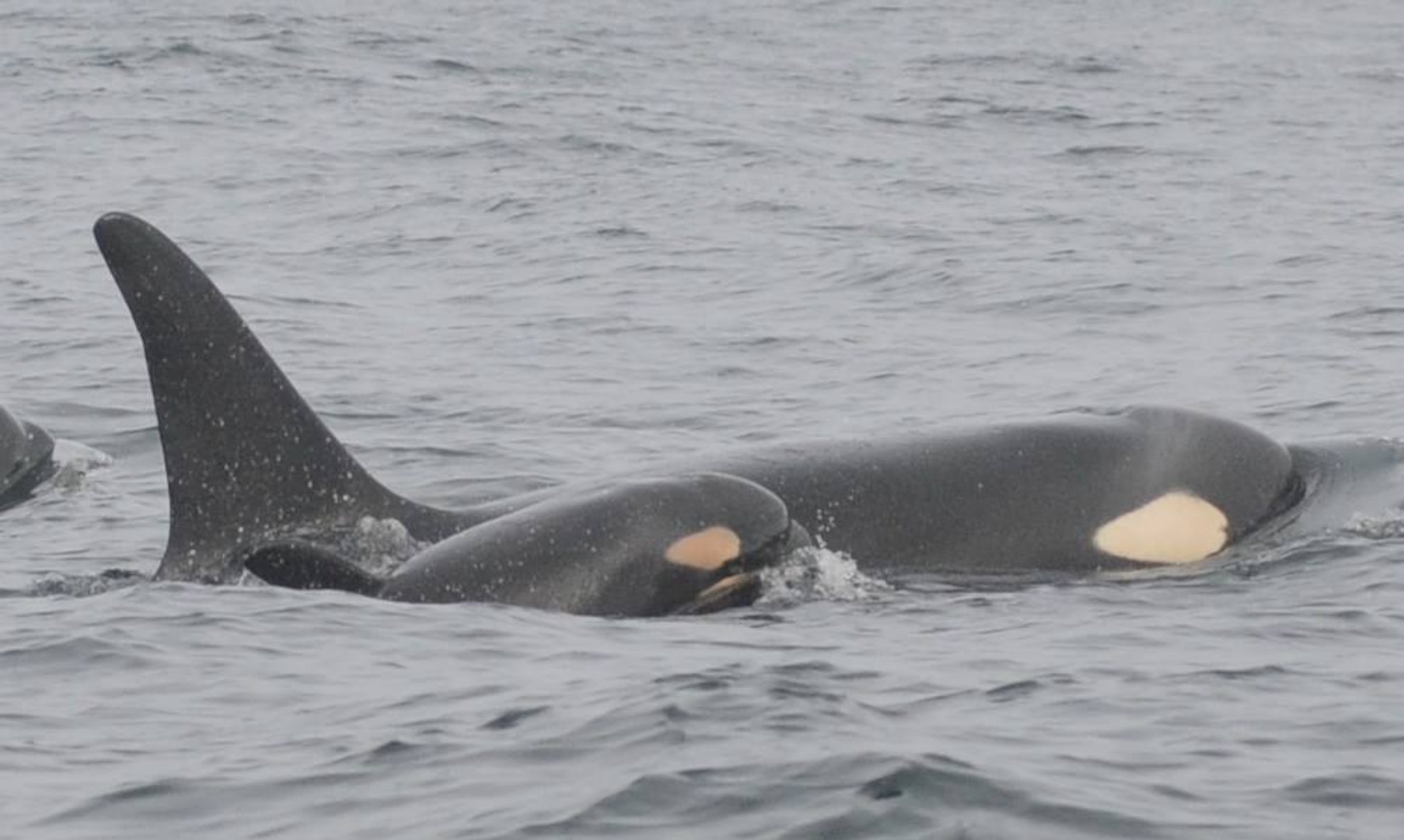 A spokesman for the National Oceanic and Atmospheric Administration says the calf was seen with other whales in the "L" pod, one of three families of southern resident killer whales frequent the inland waters of Washington state. Click here for details. (Photo: NOAA Fisheries West Coast)