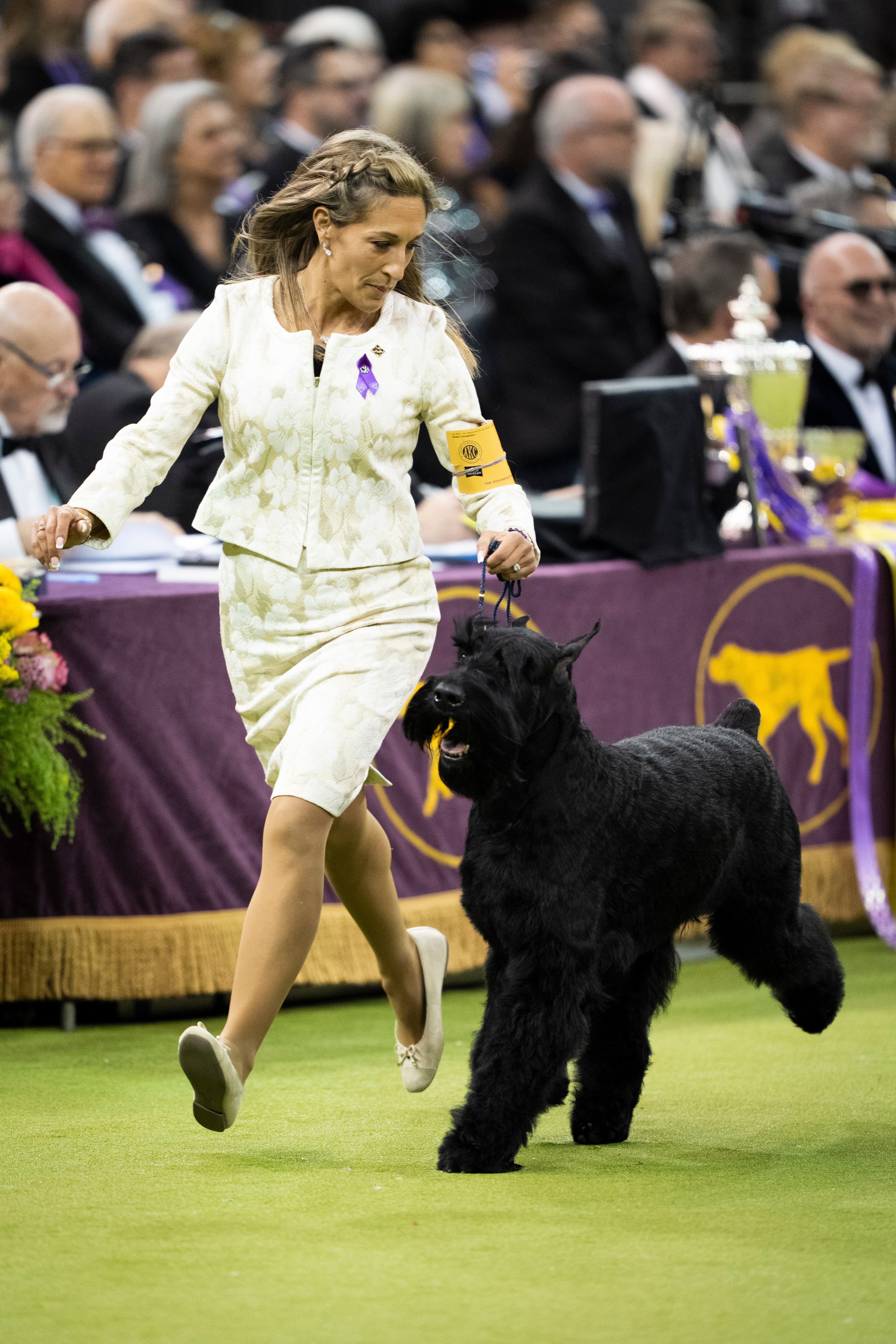 A Giant Schnauzer named Monty (not James Pearce's new dog) competes during the 2025 Westminster Kennel Club Dog Show.