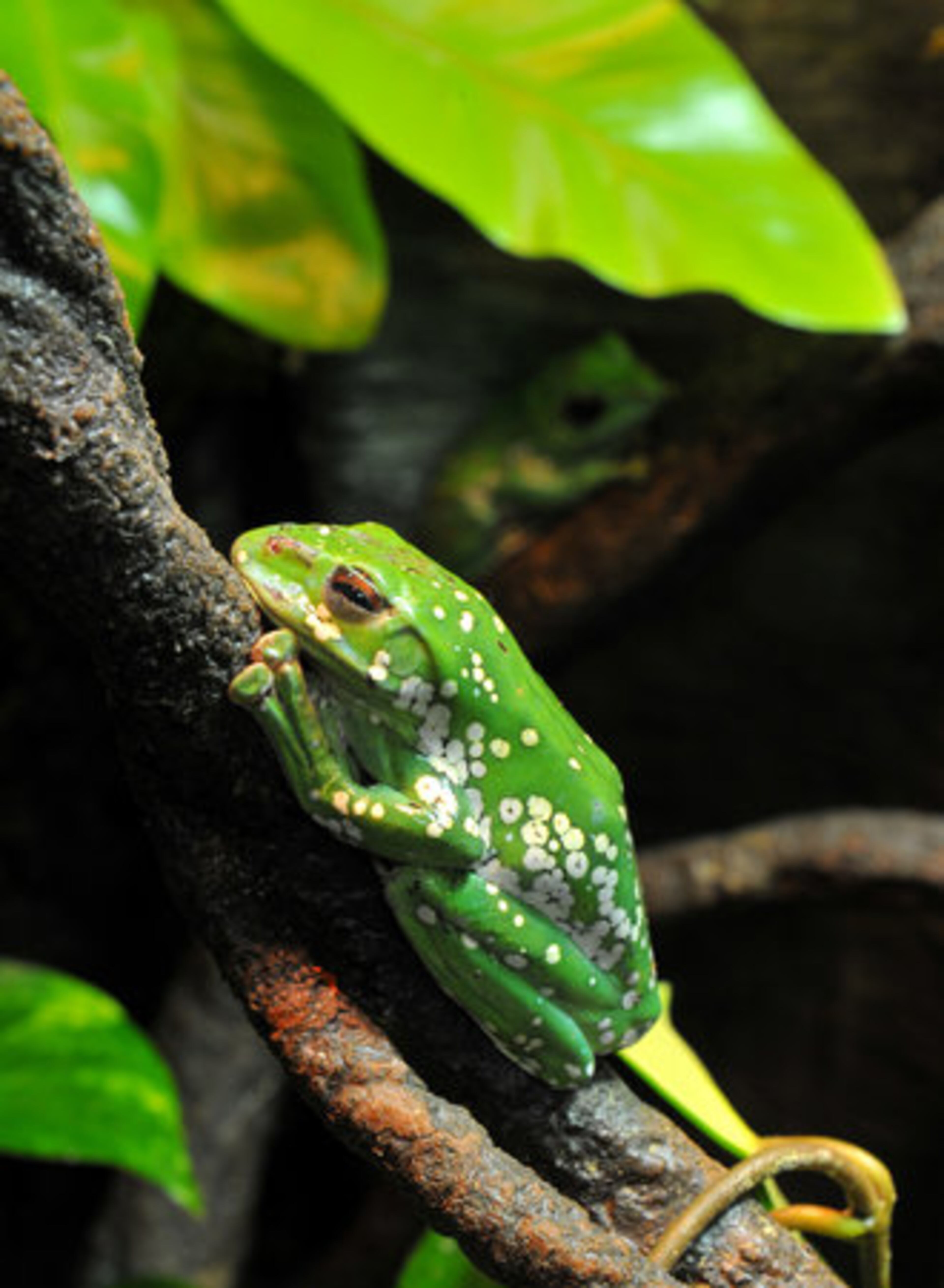Found in Southeastern China, Vietnam and Laos, the Chinese Gliding Frog is just one of the 18 species and 83 frogs at the Georgia Aquarium's newest exhibit.