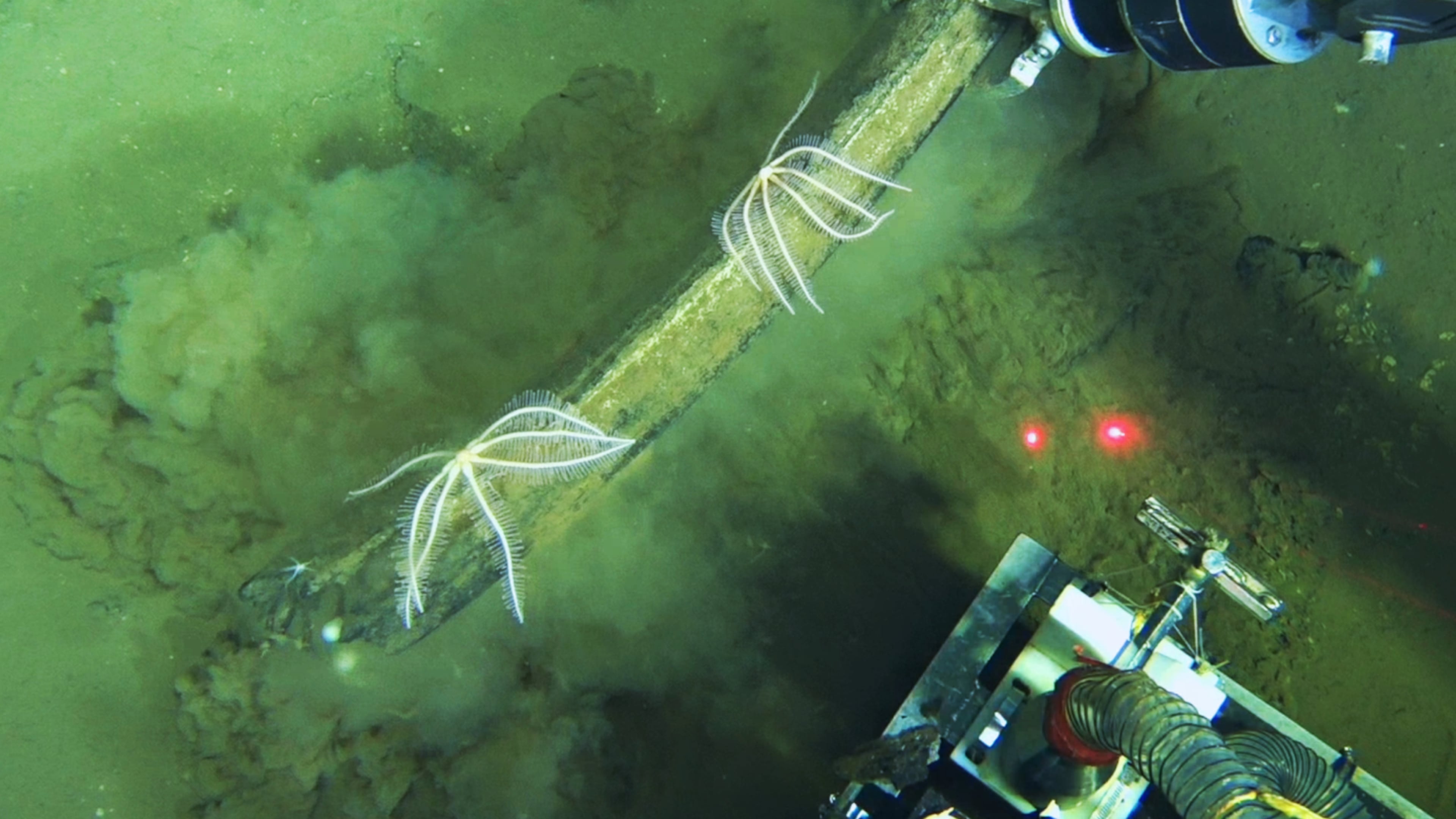 This undated image provided by Peng Zhou shows a Chinese submersible recovering fossilized whale bones from the deep seafloor, southeastern Indian Ocean, in the Diamantina Fracture Zone. (Global TREnD, IDSSE via AP)