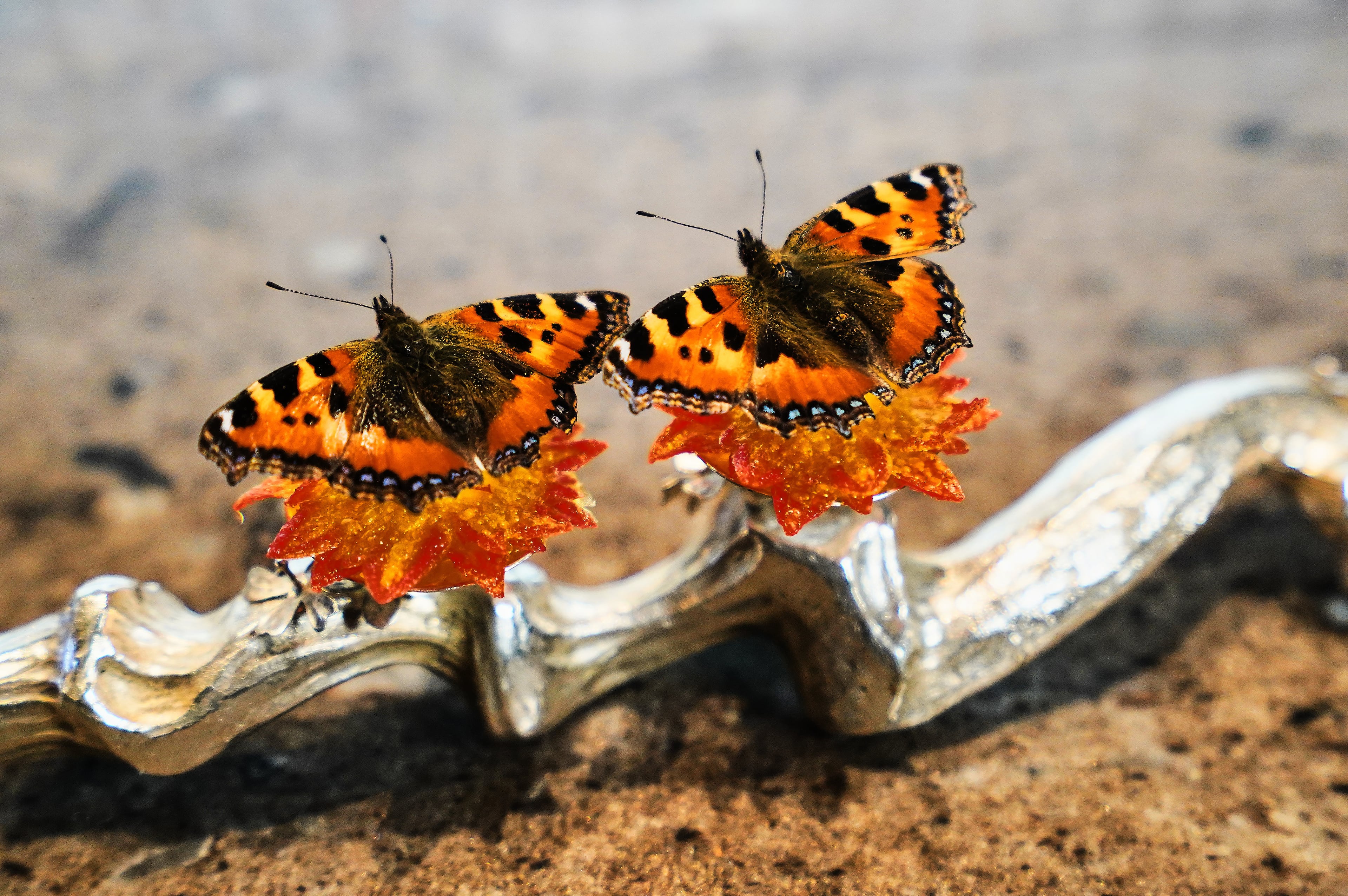 Denmark Gastronomy Art