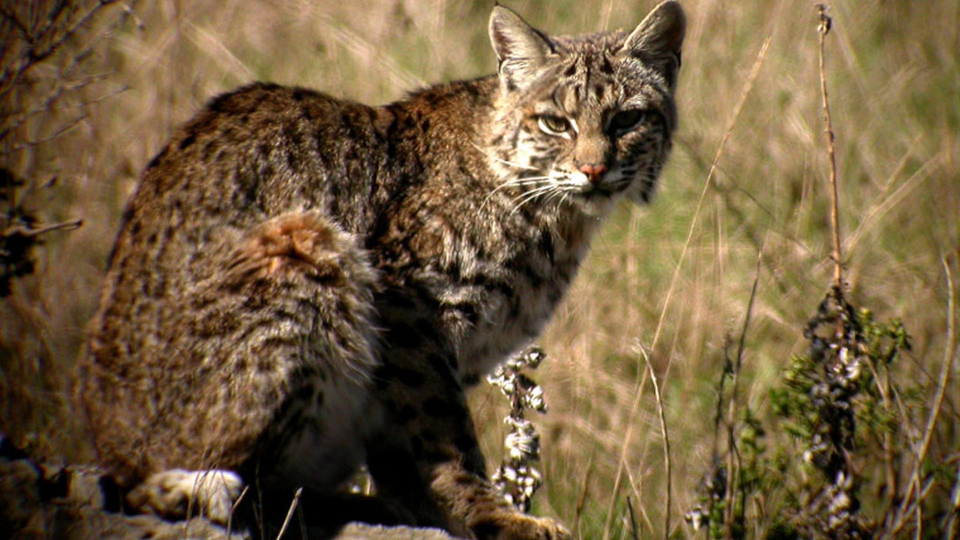 The bobcat is widespread in Georgia, but its solitude and reclusiveness make it seldom seen. Bobcats are the only native wild cats still roaming Georgia’s wilds LEN BLUMIN/CREATIVE COMMONS