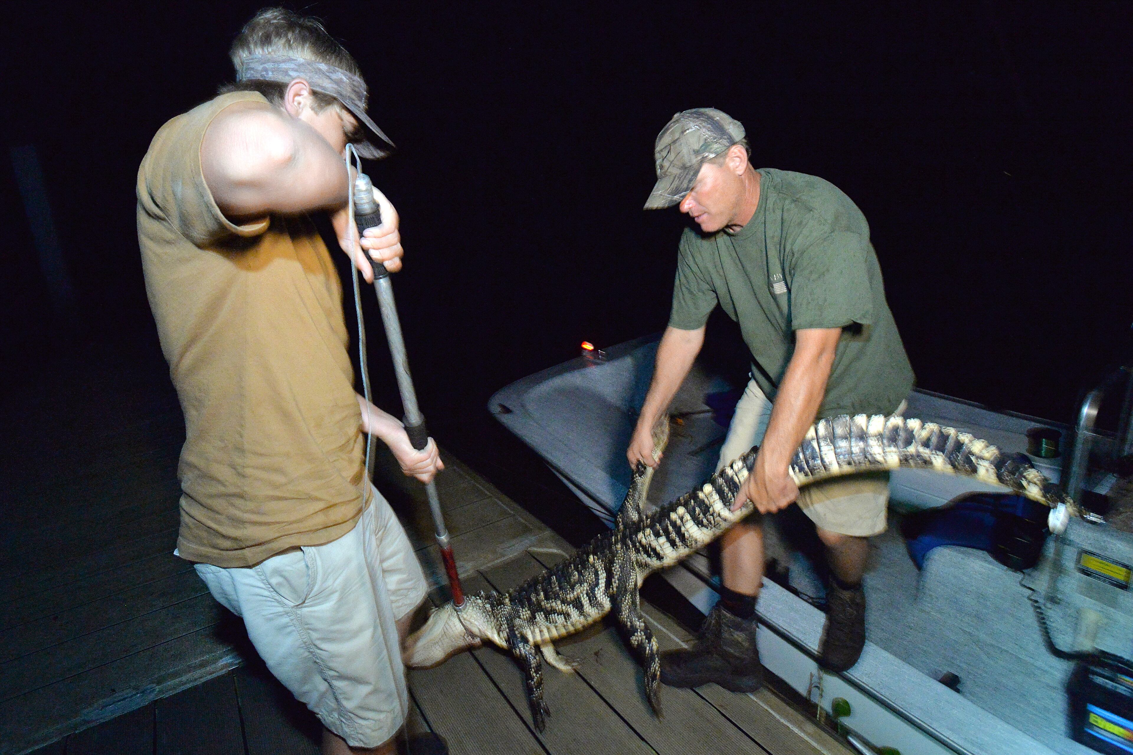 Jim Gillis and his son Griffin,16, unload a 6 feet 8 inches long female gator at Champney River Boat Ramp in Darien on Saturday night, September 6, 2014. Georgia's alligator season runs Sept. 6 through Oct. 5, and it's no easy ticket. More than 11,000 people applied last year, with the state only offering 850 slots. The state considers its abundance of alligators to be one of its conservation success stories. Alligators were once listed as endangered because of poaching and encroaching development on their habitat, but wildlife management efforts helped them come back enough to be downlisted in 1987. HYOSUB SHIN / HSHIN@AJC.COM