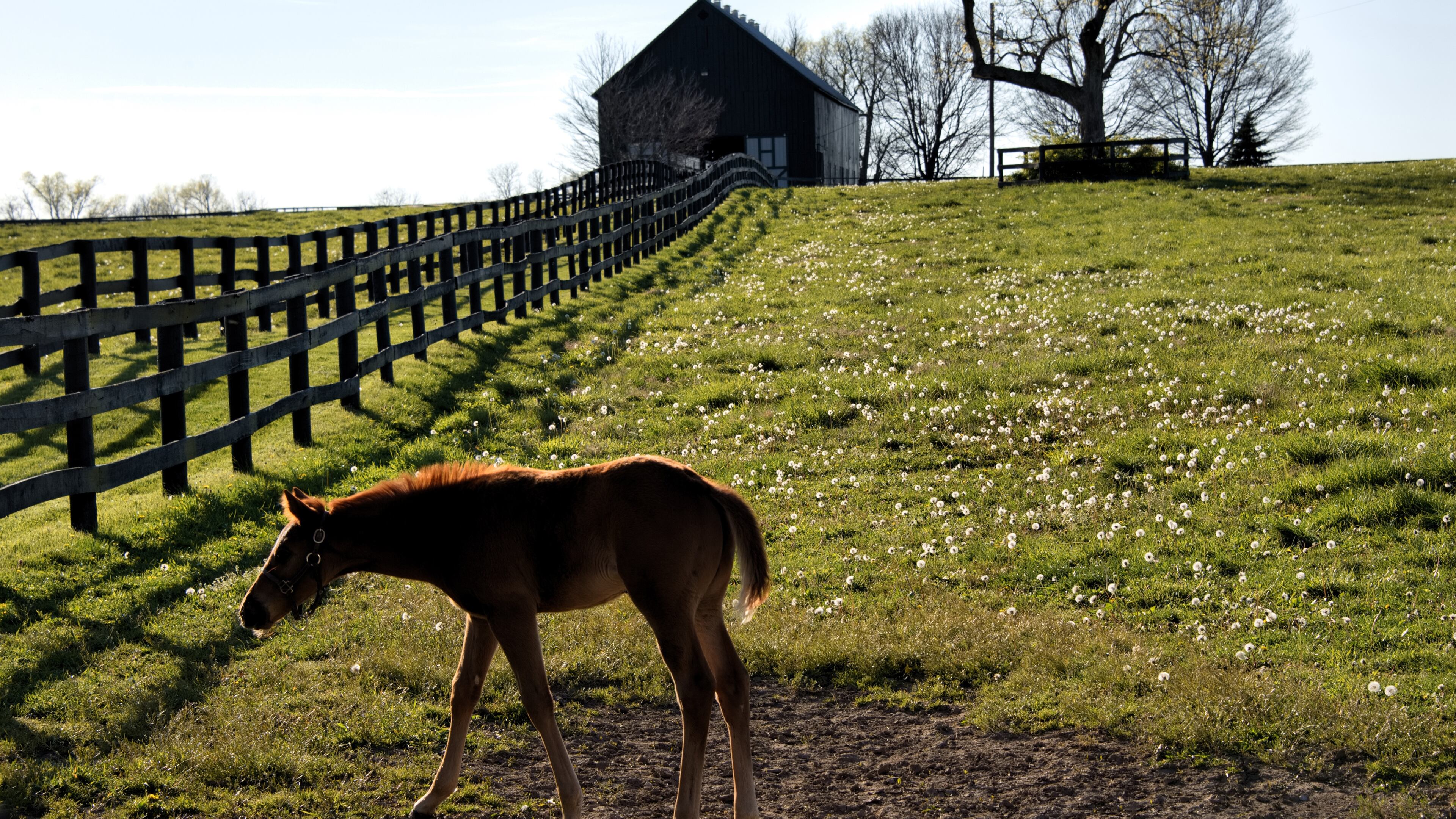 A foal investigates the grounds at a farm near Versailles, Kentucky, in the heart of horse country. While many facilities have been slow to offer access to the public, times are changing. Photo by Penny Loeb for The Washington Post.