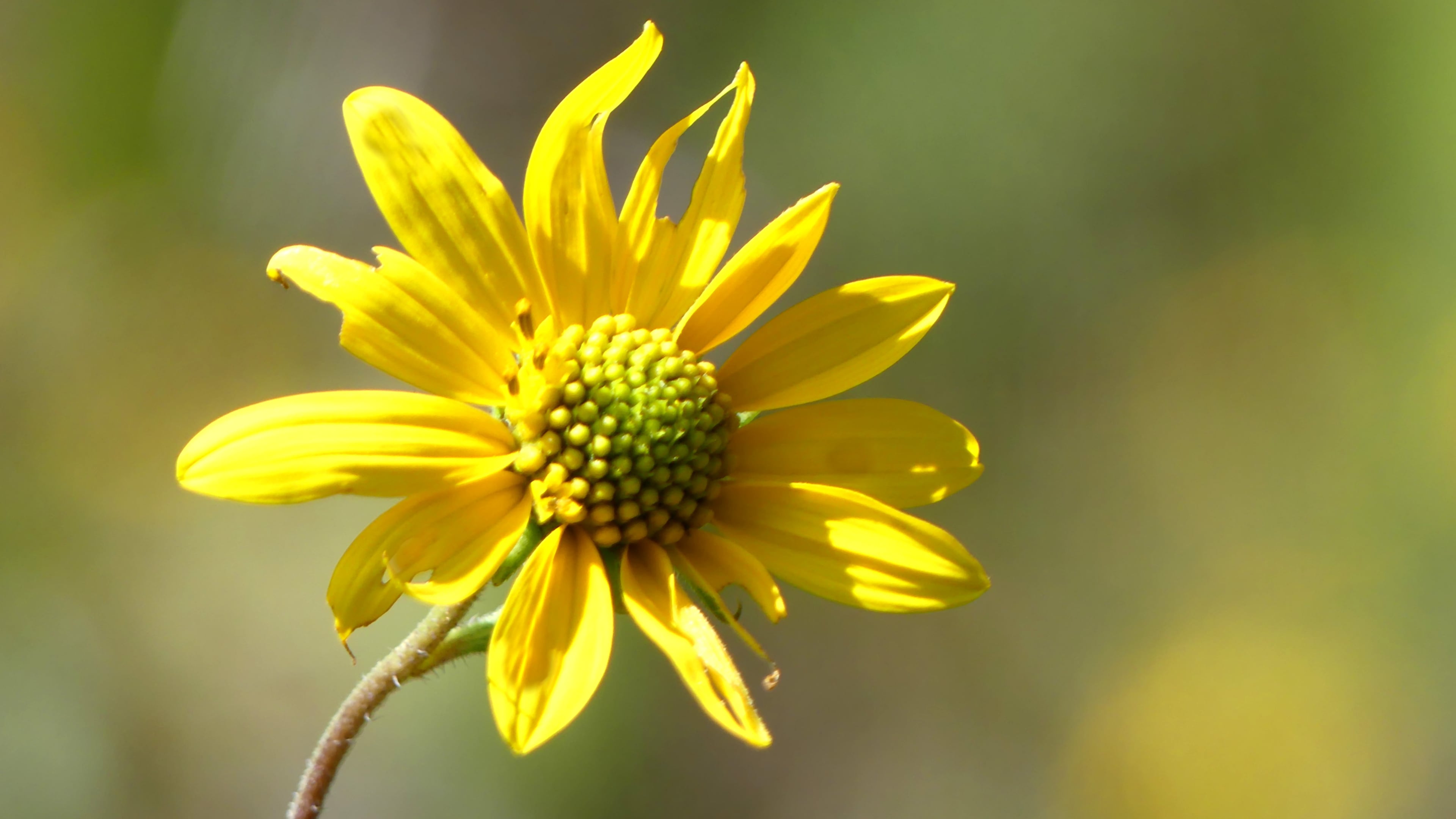 The whorled sunflower (shown here) is one of Georgia's rarest plants, found only in the Coosa Valley Prairies near Rome in Floyd County. (Charles Seabrook for The Atlanta Journal-Constitution)