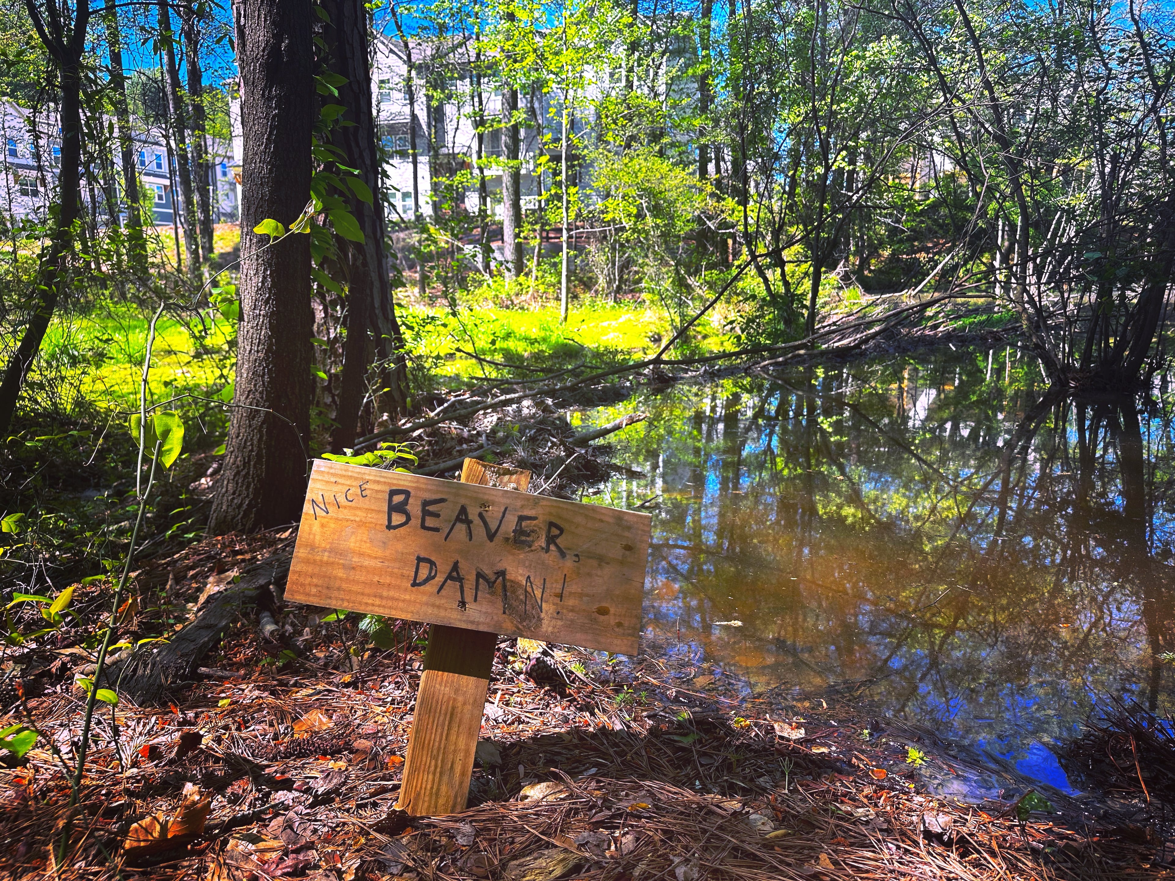 Beaver wetlands are one of the prettiest places in Johns Homestead Park. (Courtesy of Jonah McDonald)